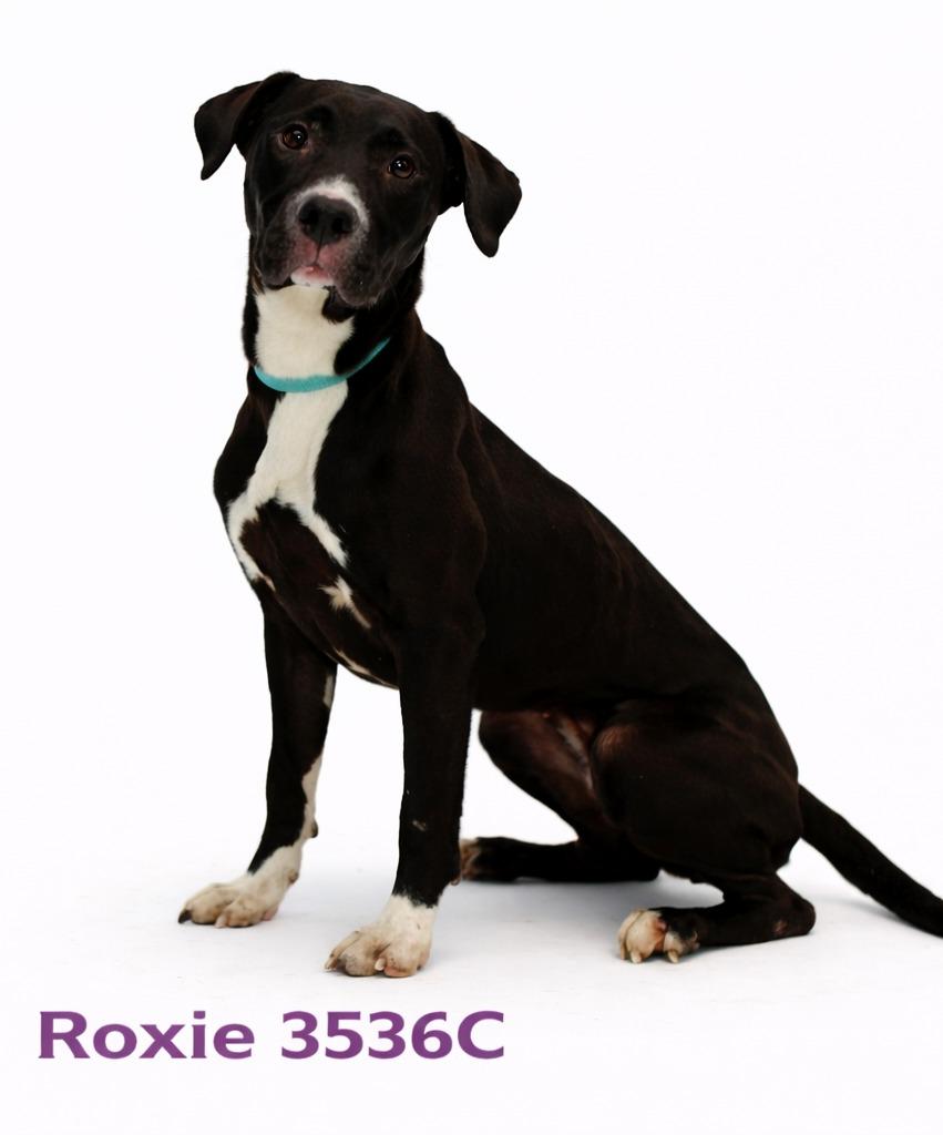 Enlarge Roxie, a Adoptable Mixed Breed in Bossier City, LA image 2/3