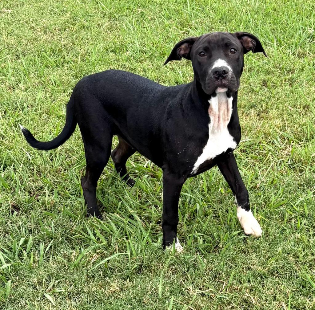 Enlarge Roxie, a Adoptable Mixed Breed in Bossier City, LA image 1/1