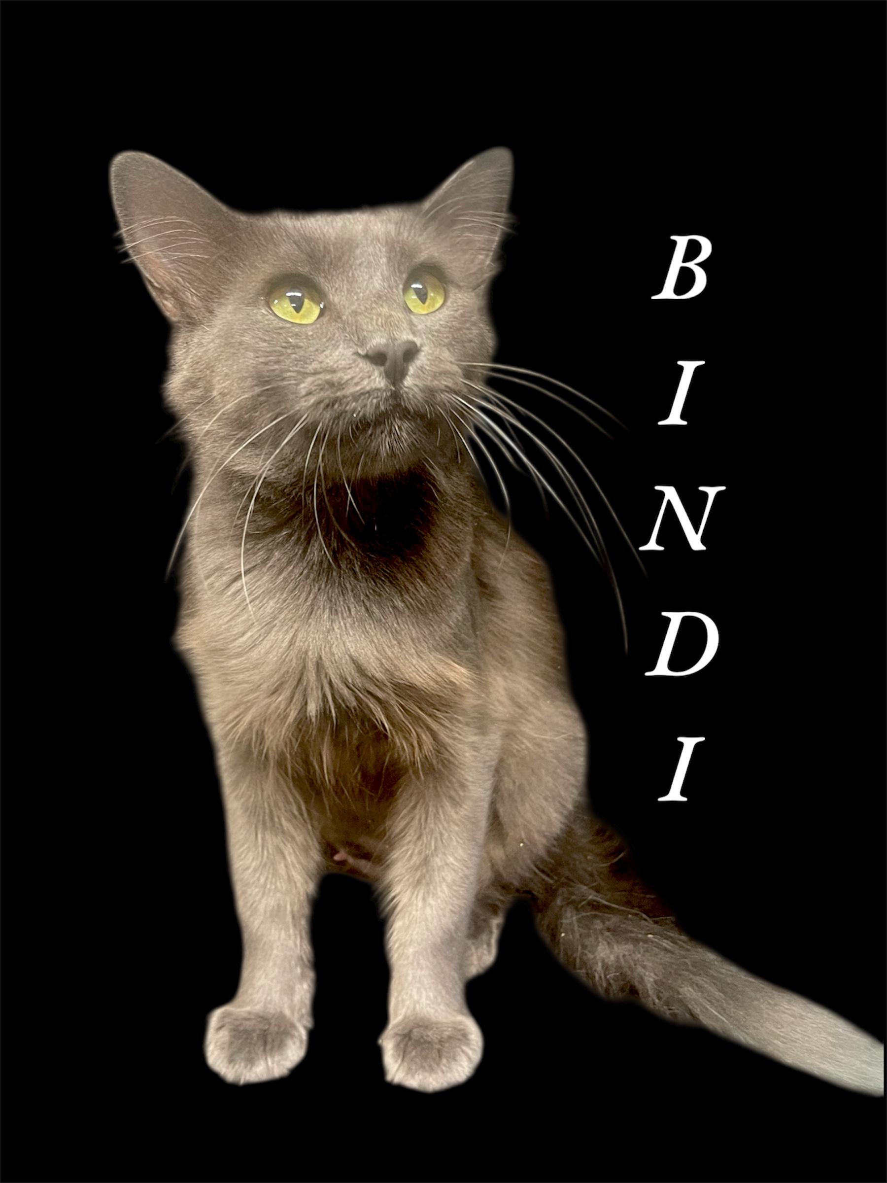 Bindi Domestic Medium Hair Cat