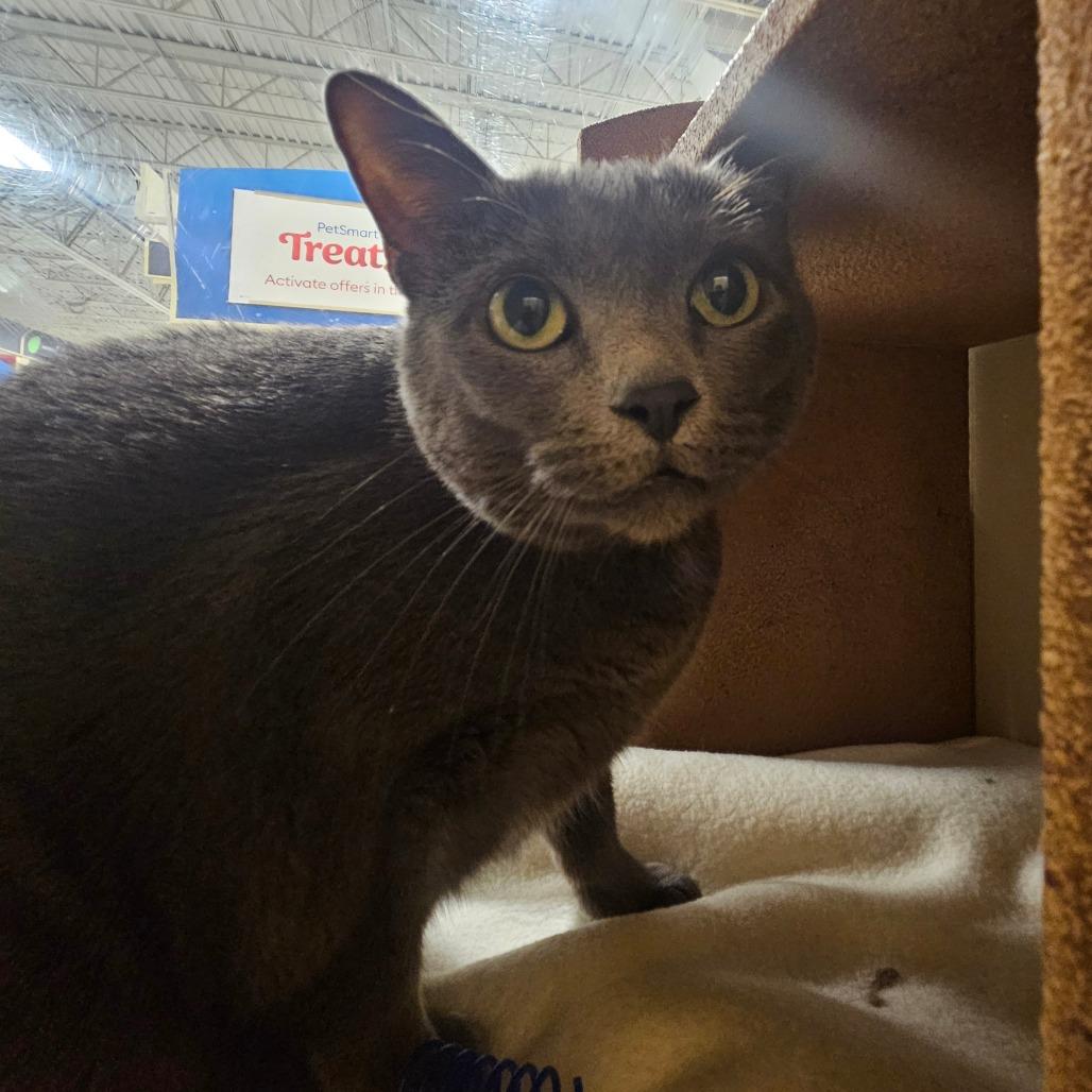 Vada, Adoptable, Adult Female Domestic Short Hair.