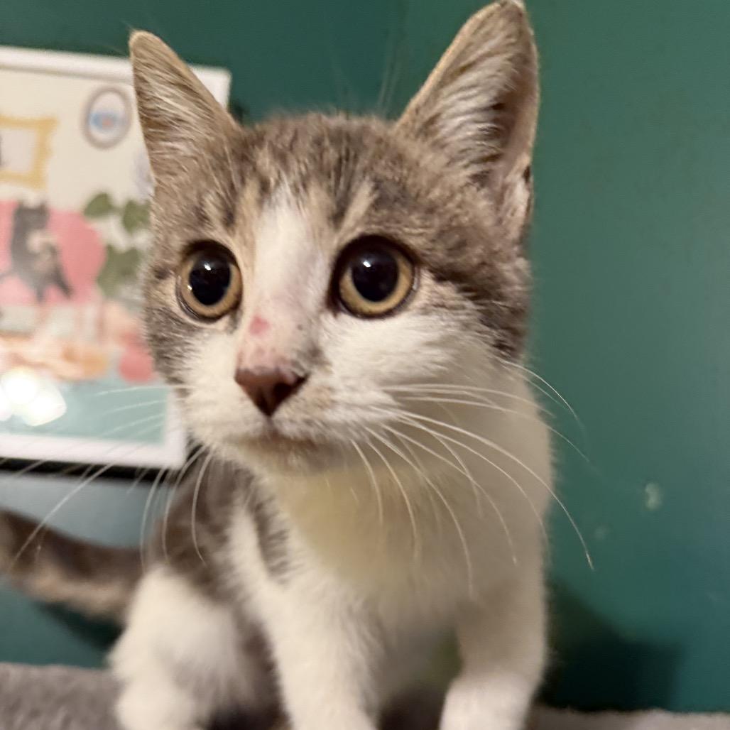 Shirley Temple thumbnail 3