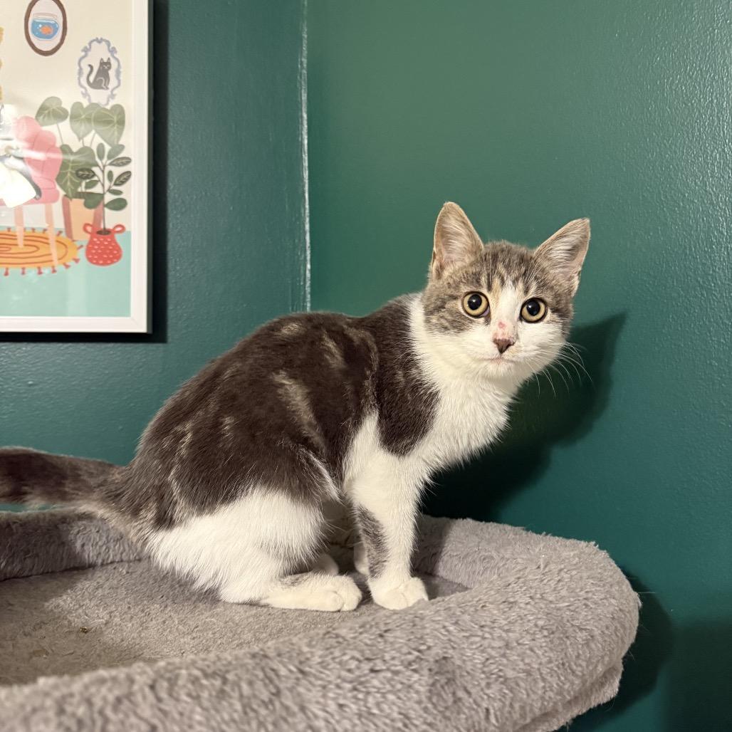 Shirley Temple thumbnail 4