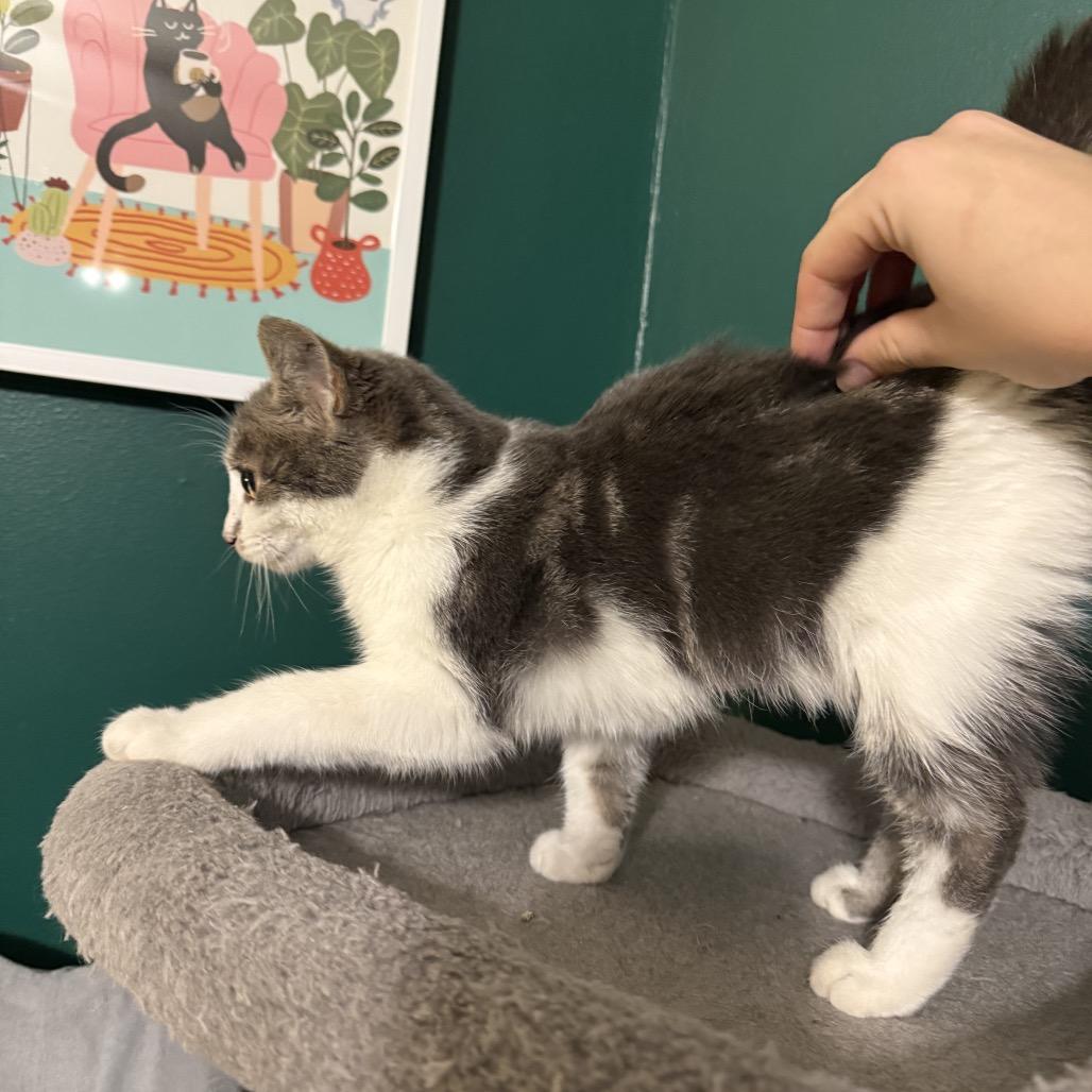 Shirley Temple thumbnail 5