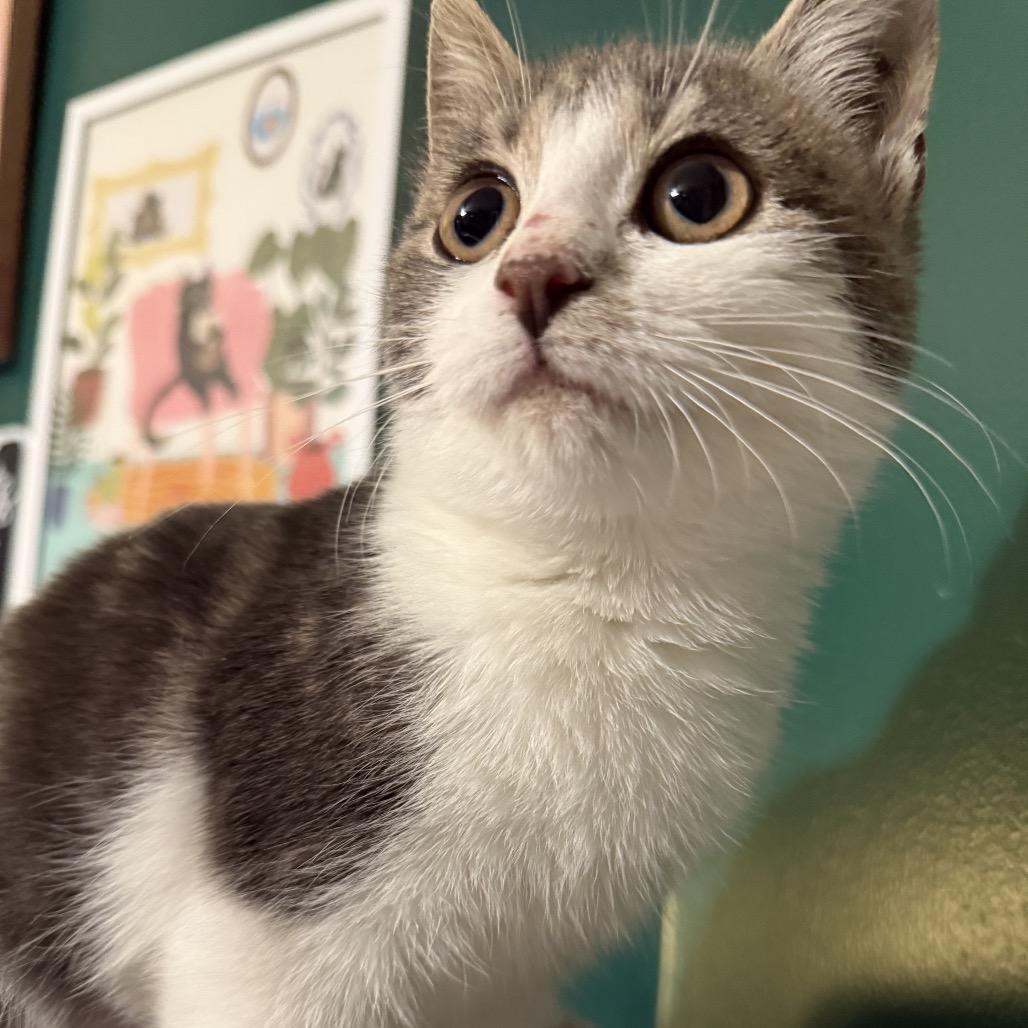 Shirley Temple thumbnail 6