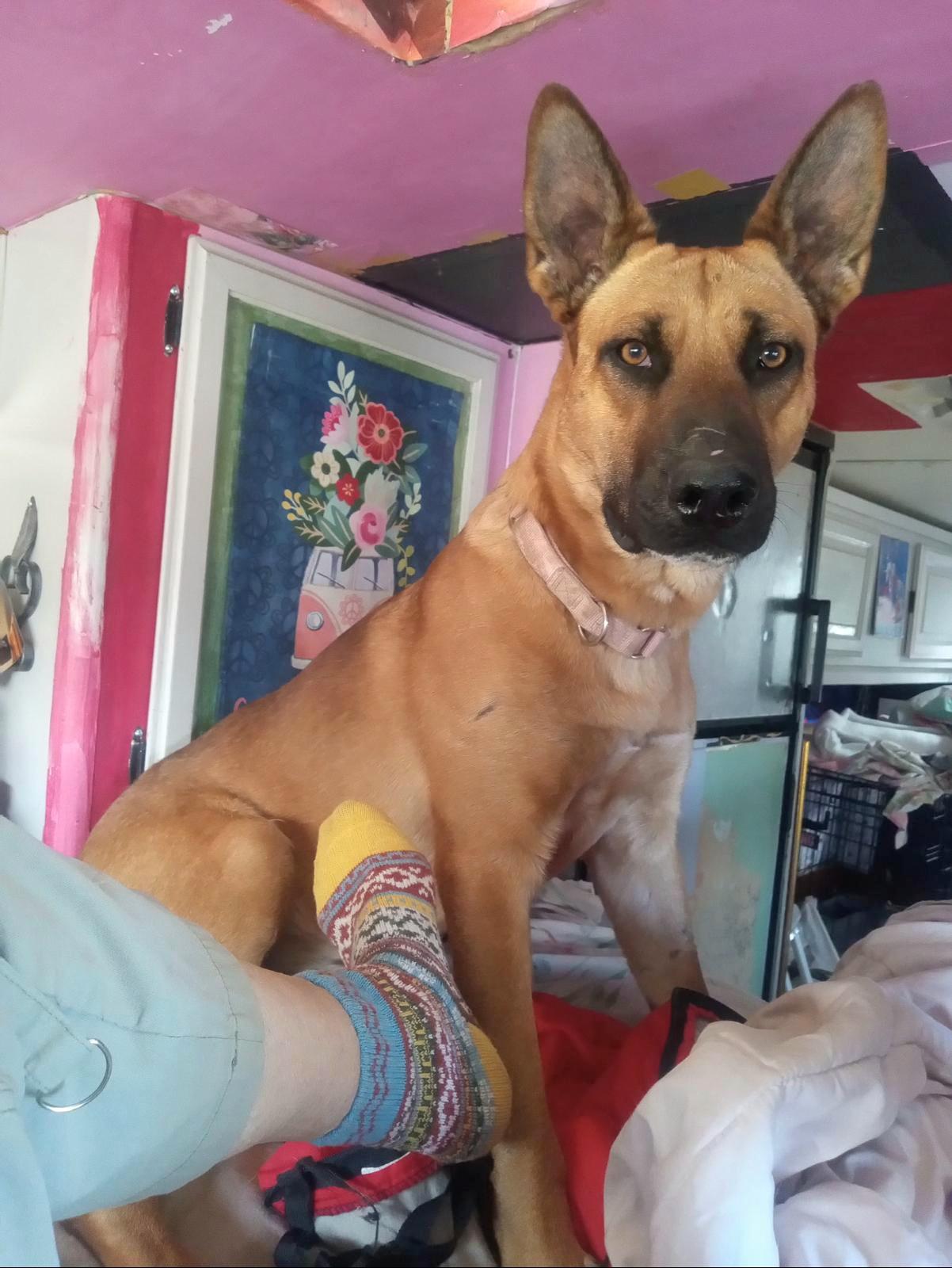 Enlarge NEPTUNE *URGENT IN CALIFORNIA*, a Adoptable mixed breed in New York, NY image 2/3