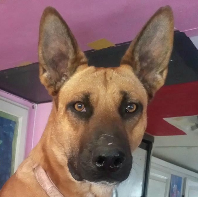 Enlarge NEPTUNE *URGENT IN CALIFORNIA*, a Adoptable mixed breed in New York, NY image 1/3