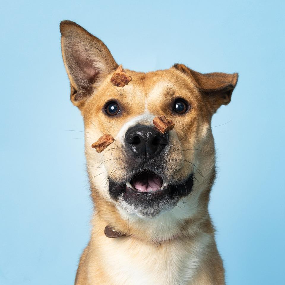 Finn, Adoptable, Adult Male Mixed Breed.