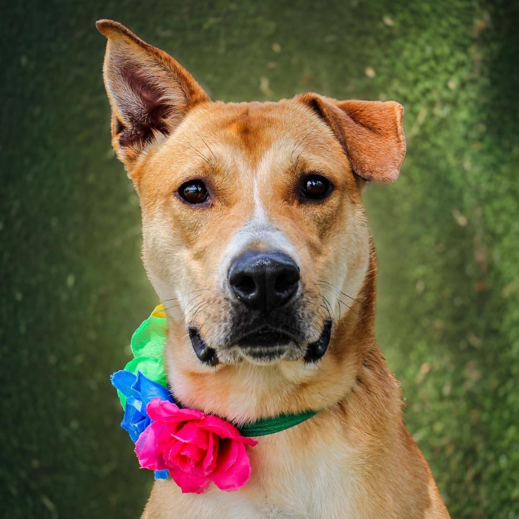 Finn, a Adoptable Mixed Breed in Lake Jackson, TX image 2/3