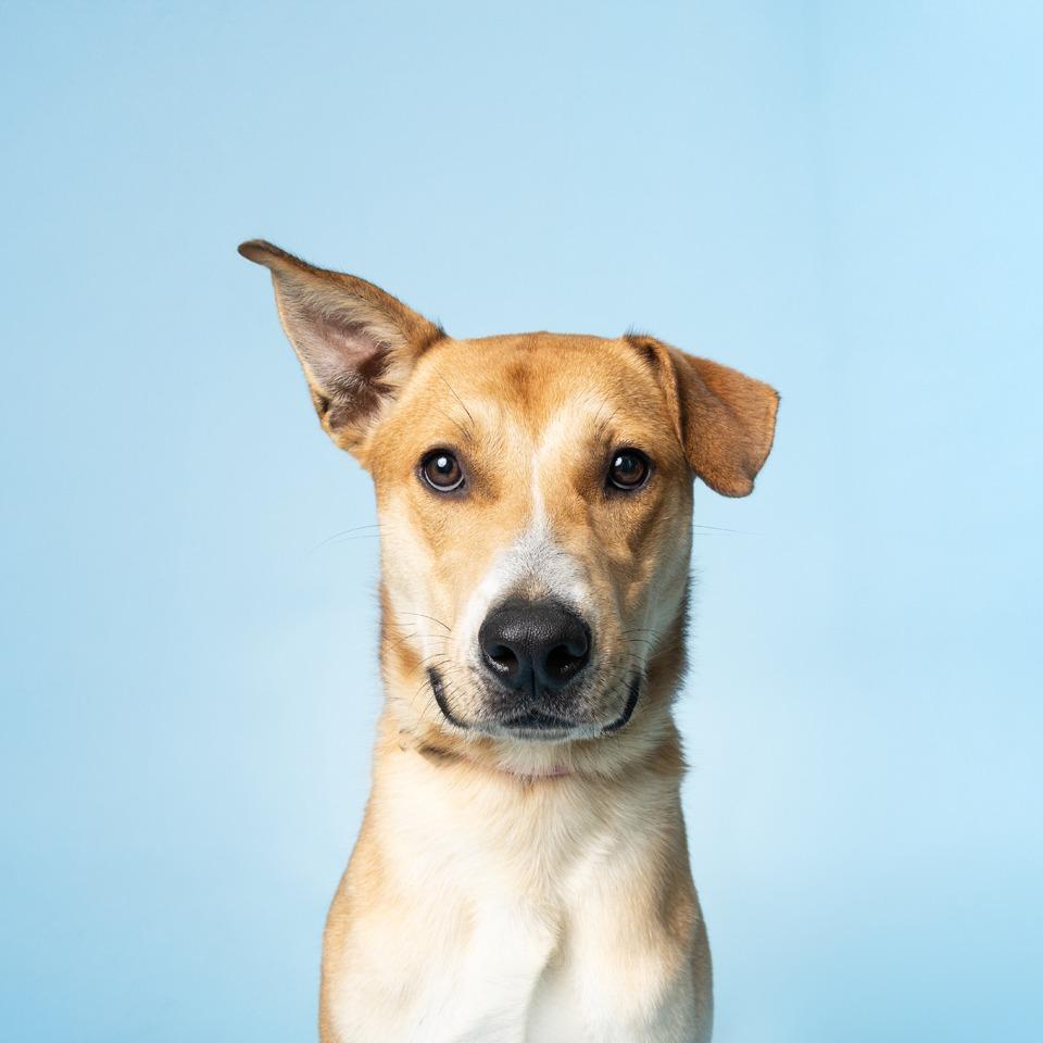 Enlarge Finn, a Adoptable Mixed Breed in Lake Jackson, TX image 2/3