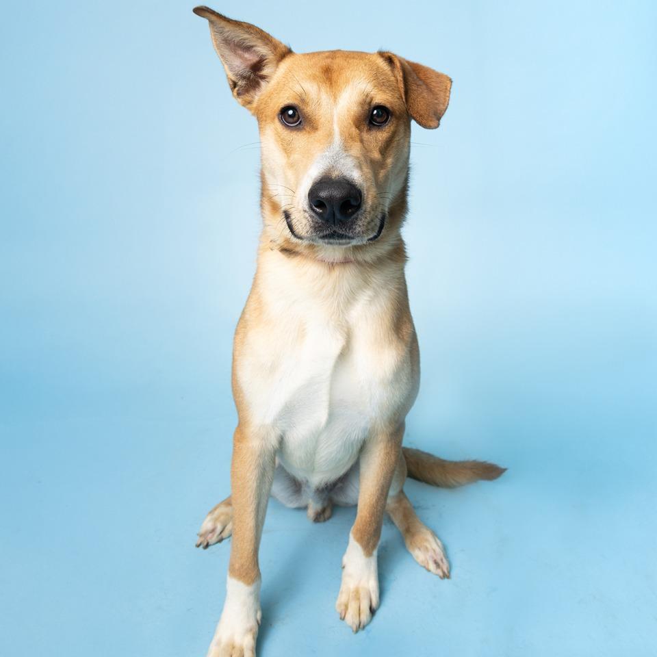 Enlarge Finn, a Adoptable Mixed Breed in Lake Jackson, TX image 3/3