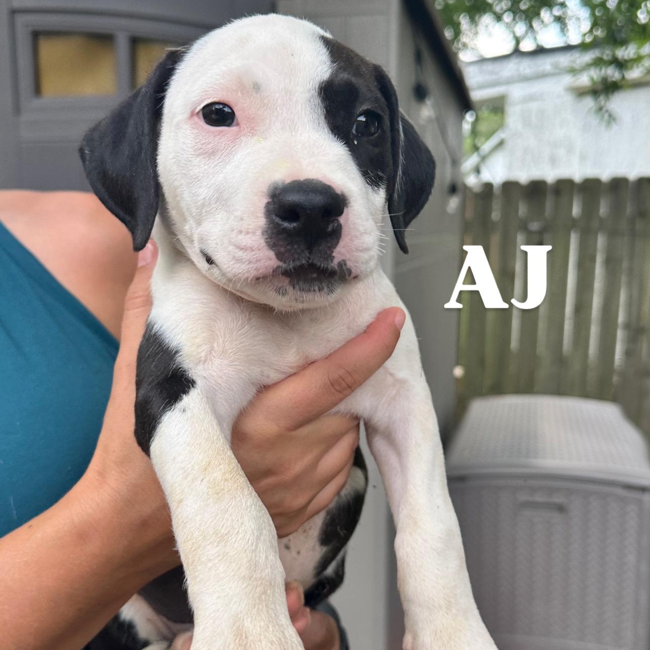 AJ, Baby Male unknown