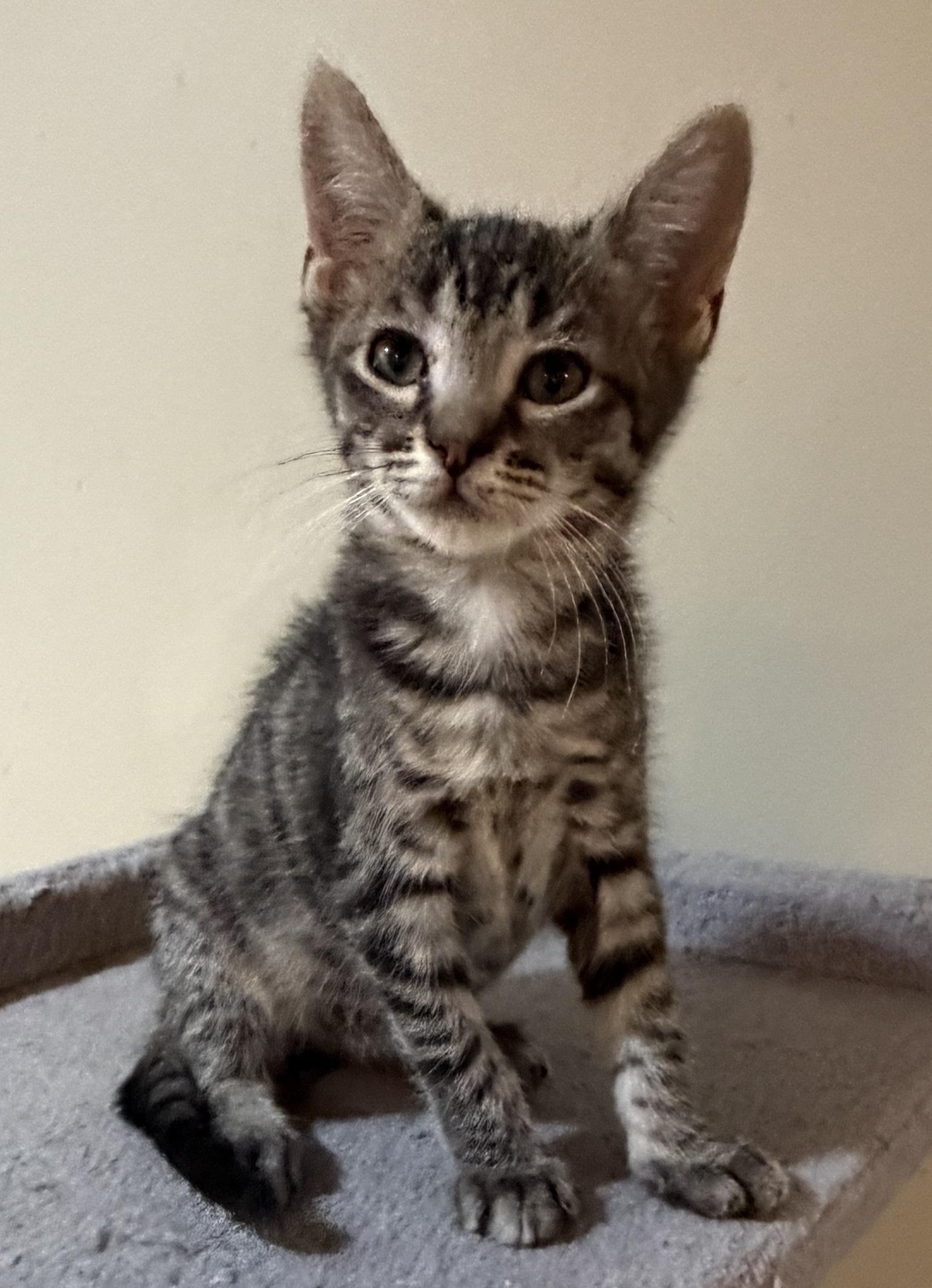 Pippy, a Adoptable Domestic Short Hair in East Hanover, NJ image 2/3