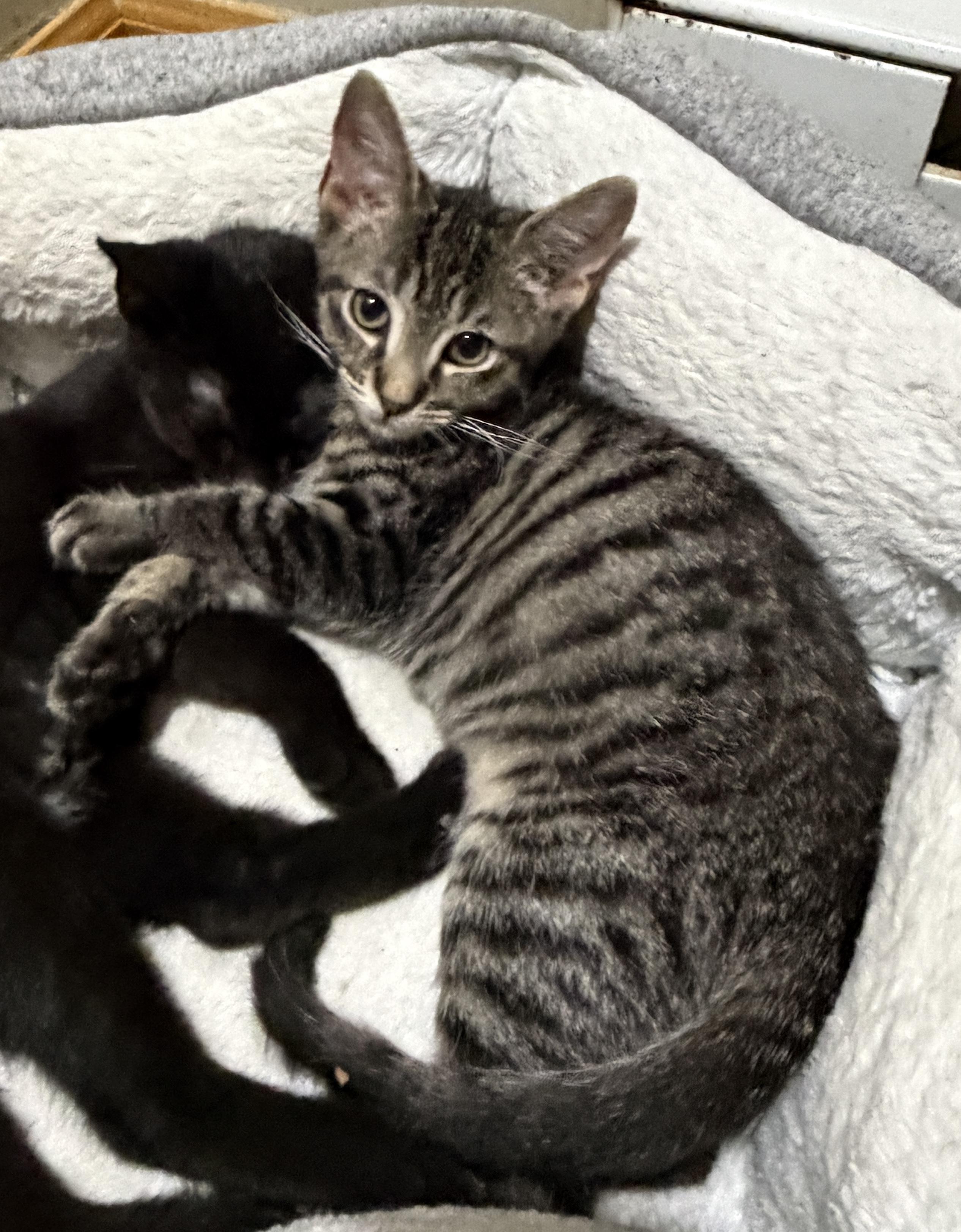 Pippy, Adoptable, Kitten Female Domestic Short Hair.