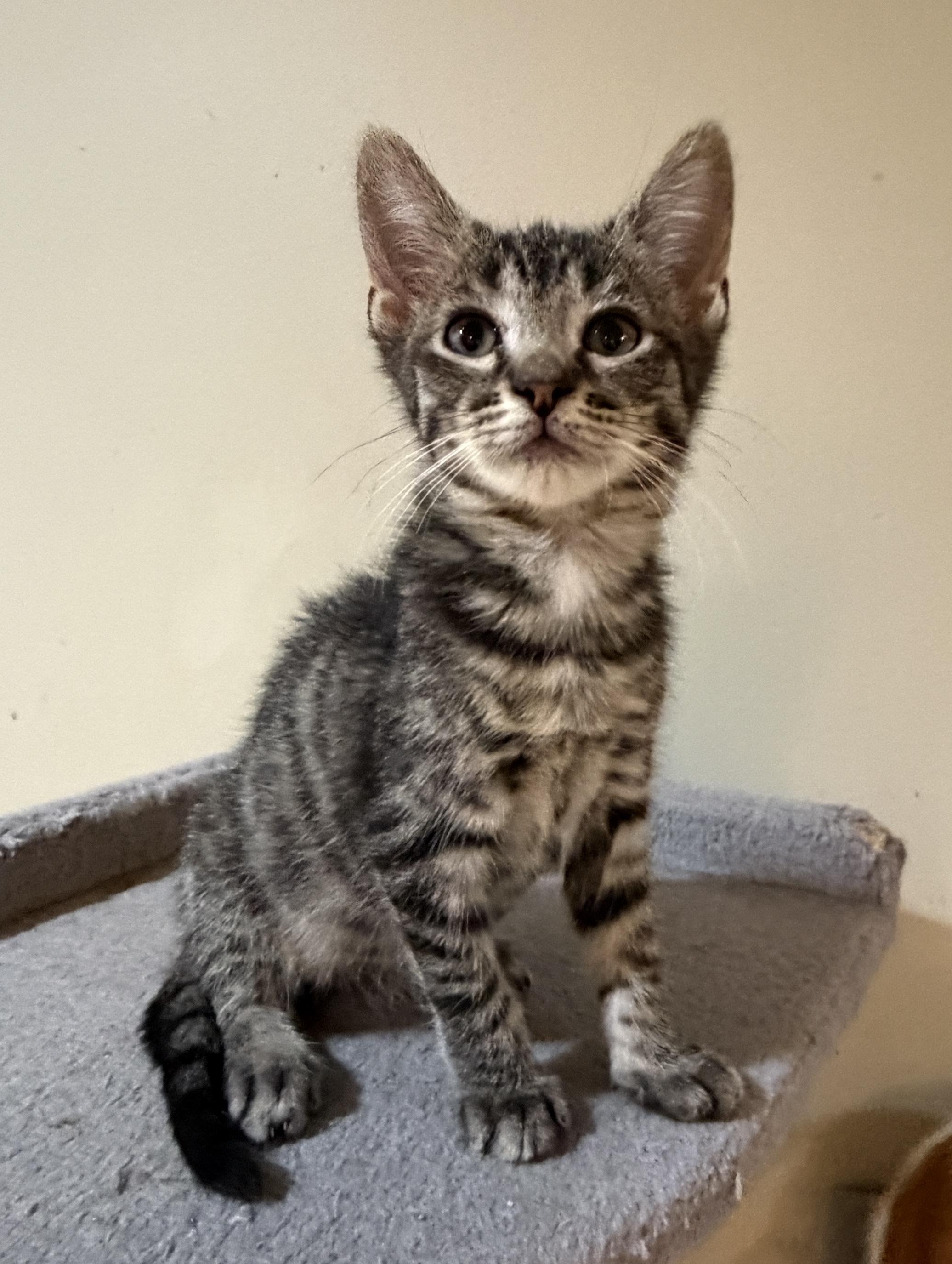 Pippy, a Adoptable Domestic Short Hair in East Hanover, NJ image 3/3