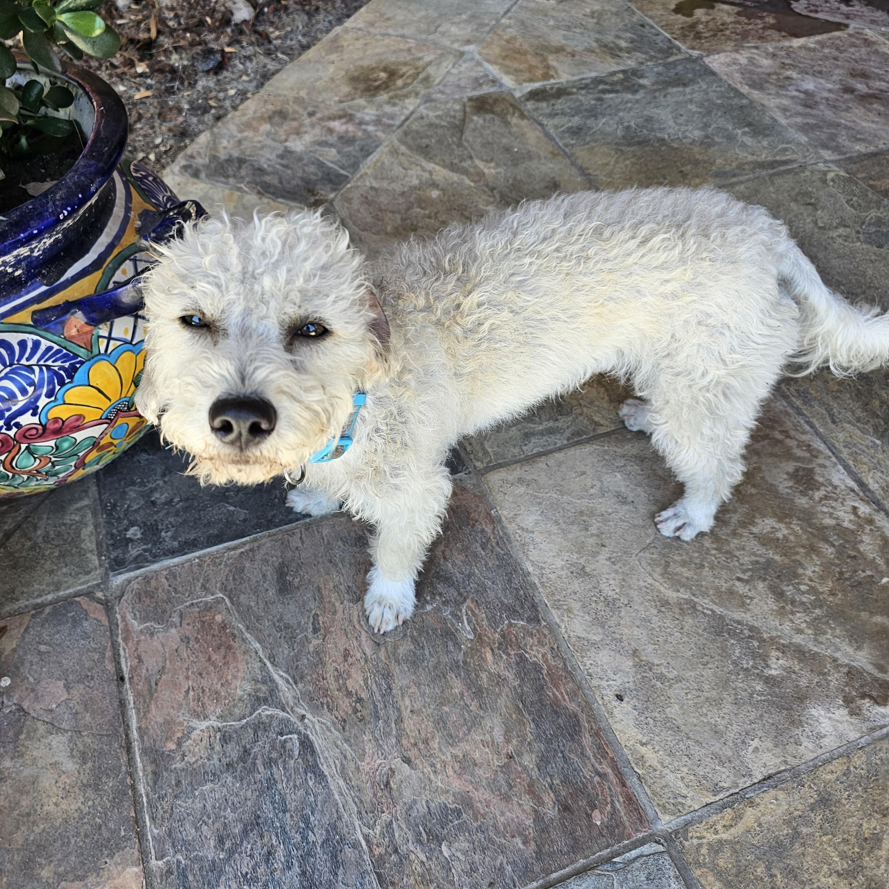 Enlarge Snowball, a ADOPTABLE mixed breed in La Mesa, CA image 2/3