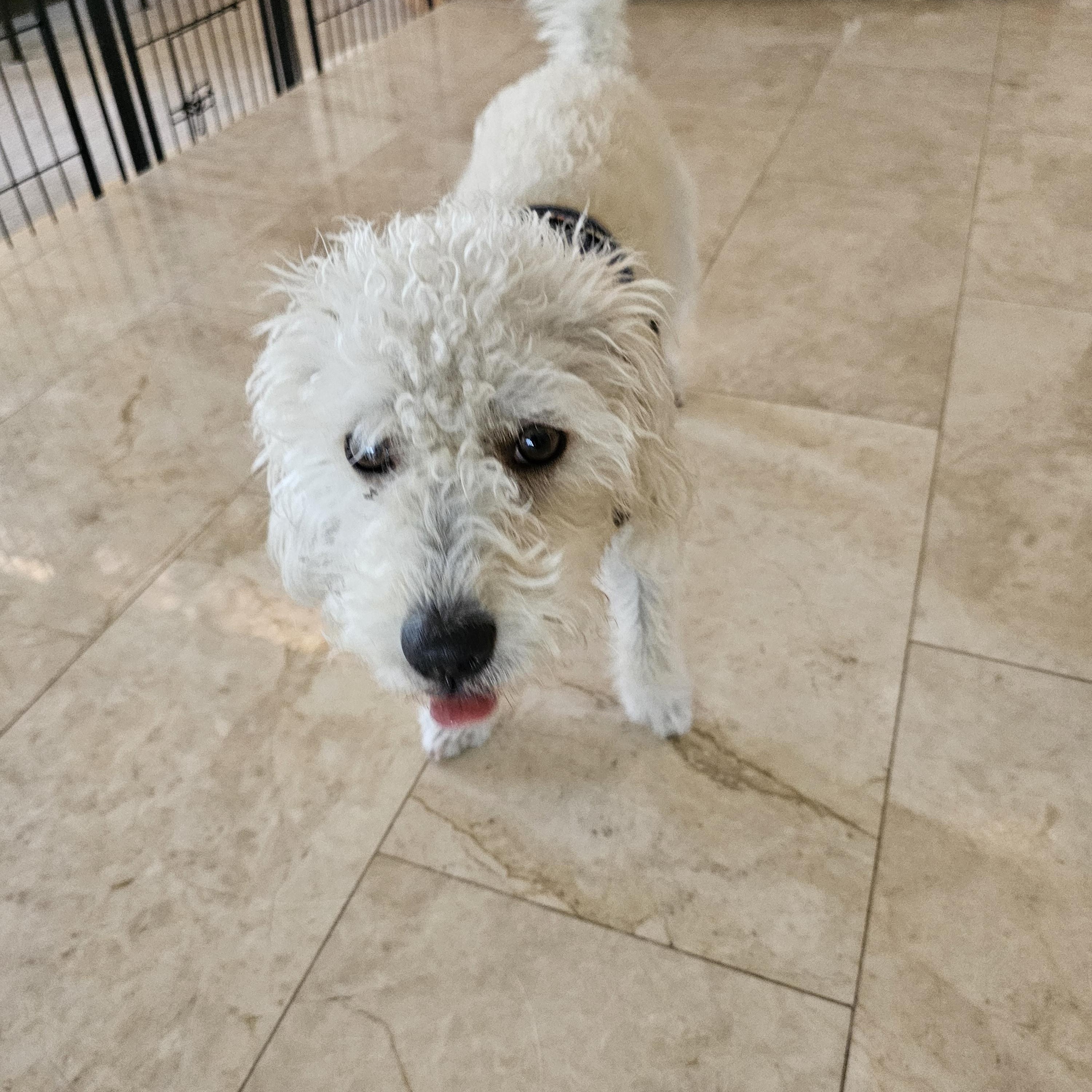 Snowball, ADOPTABLE, Young Male Maltipoo & Terrier.
