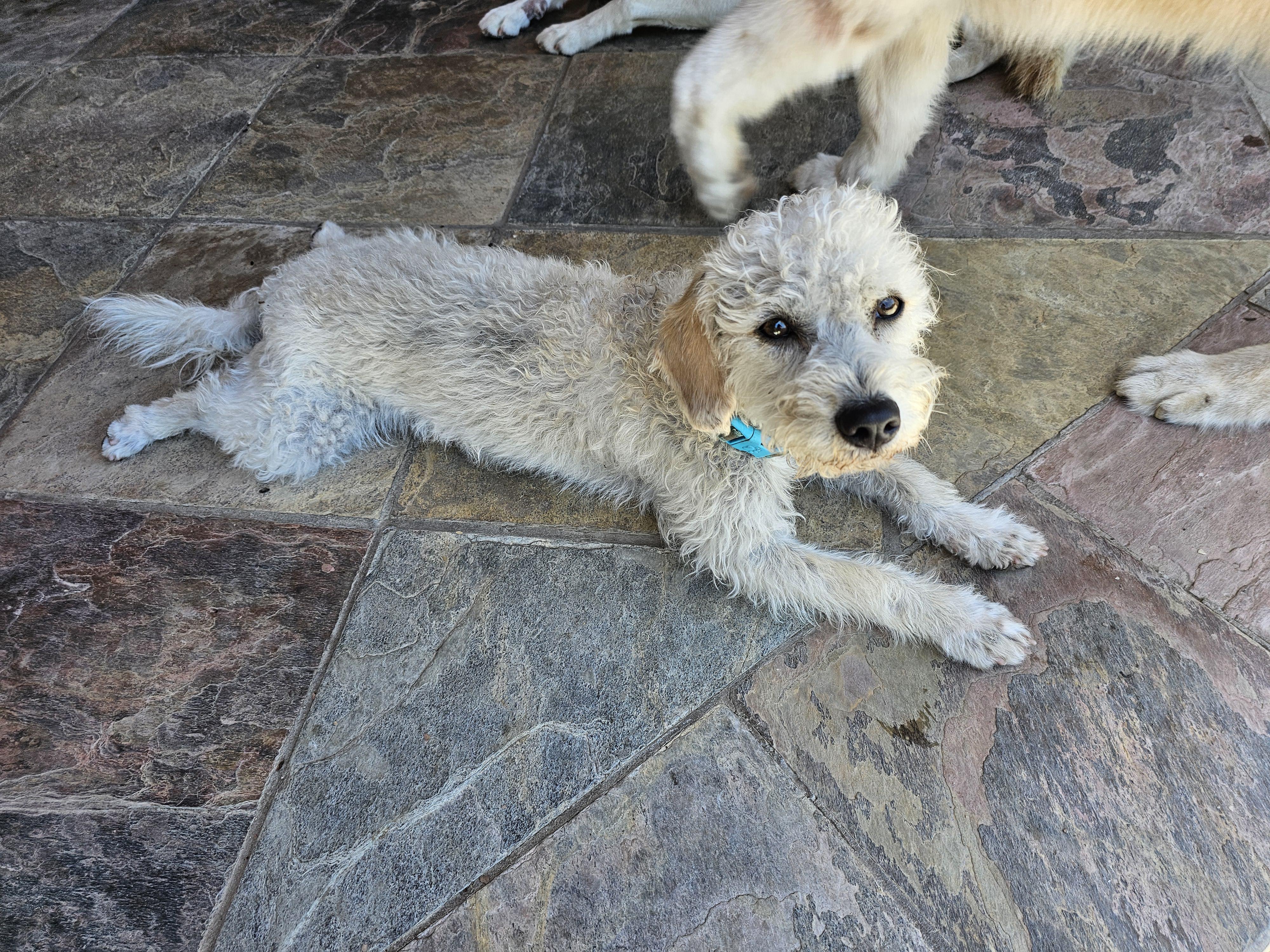 Snowball, ADOPTABLE, Young Male Maltipoo & Terrier.