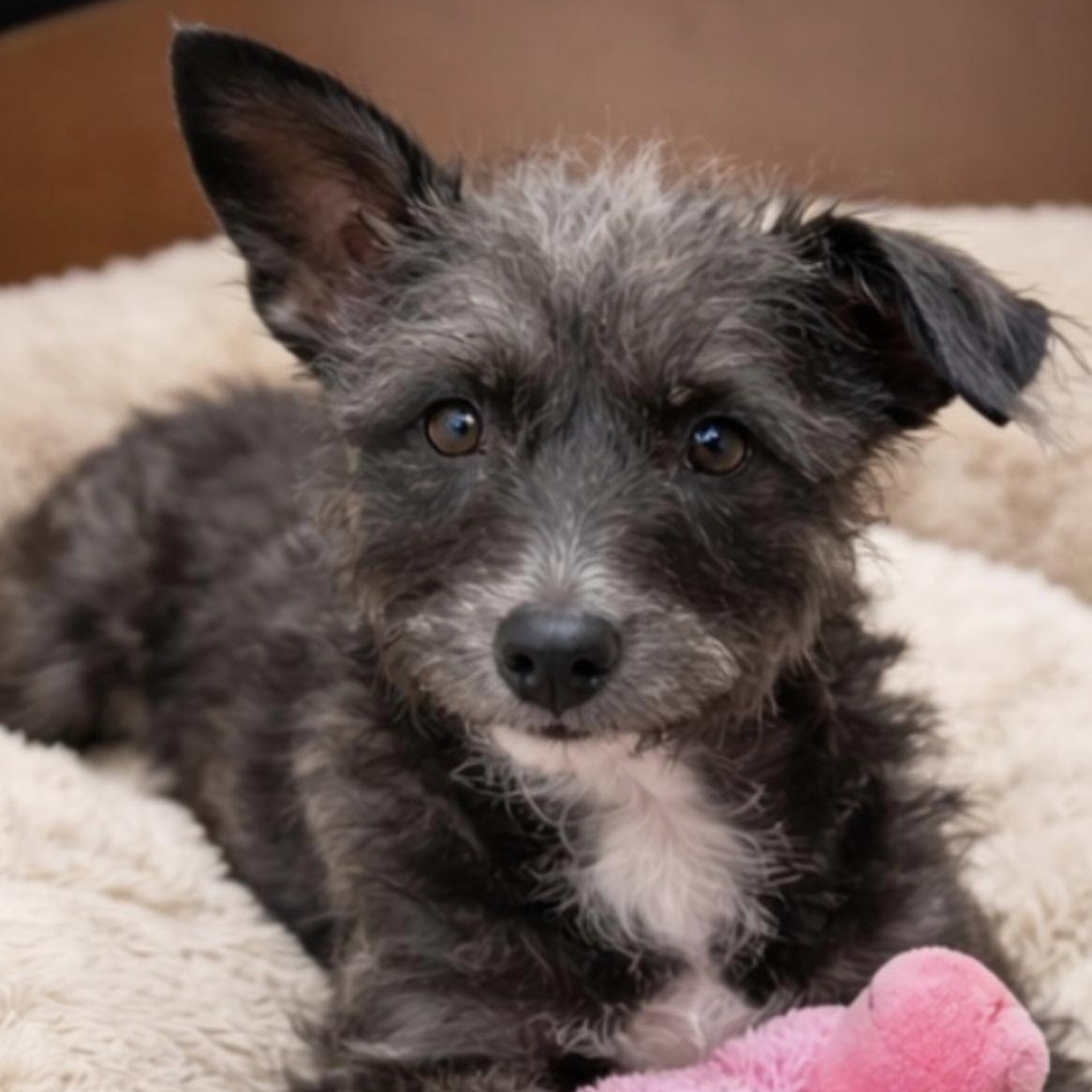 Elsie, Adoptable, Young Female Terrier & Poodle (Toy).