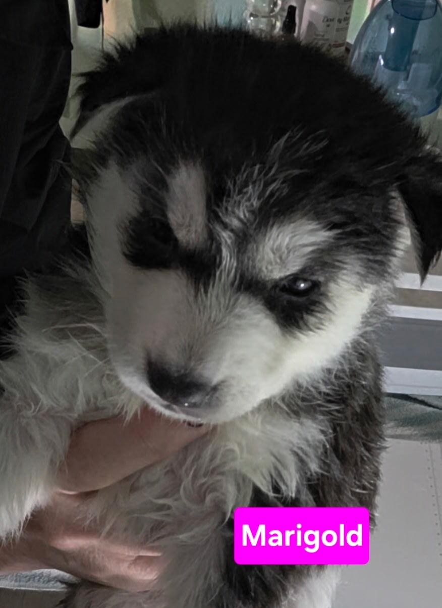Marigold, Adoptable, Puppy Female Siberian Husky.