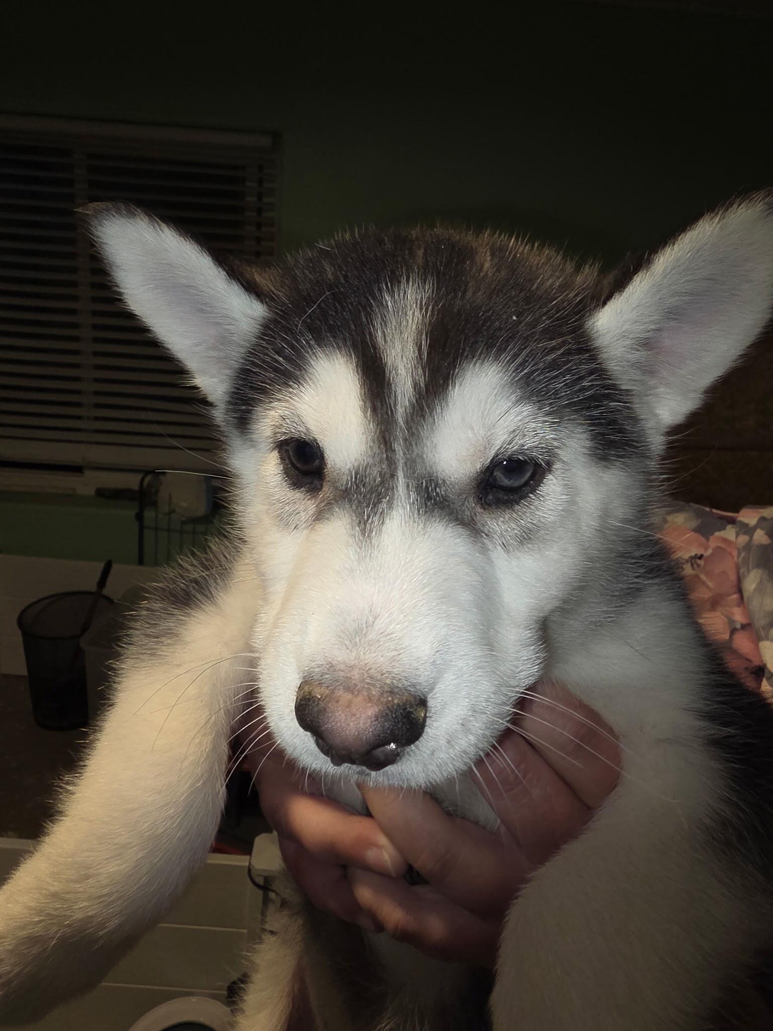 Marigold, Adoptable, Puppy Female Siberian Husky.