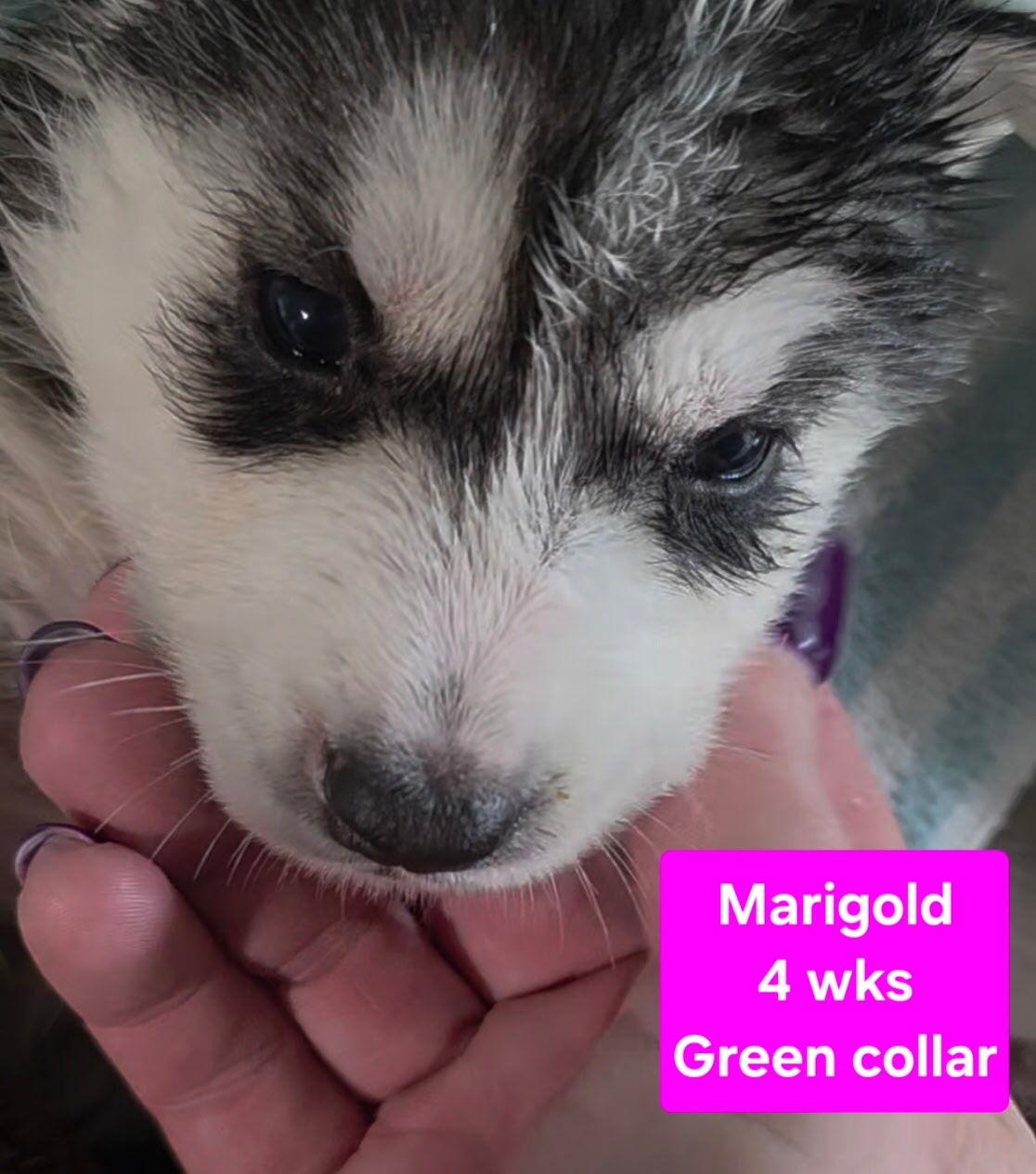 Enlarge Marigold, a Adoptable Siberian Husky in Cottonwood Heights, UT image 2/4