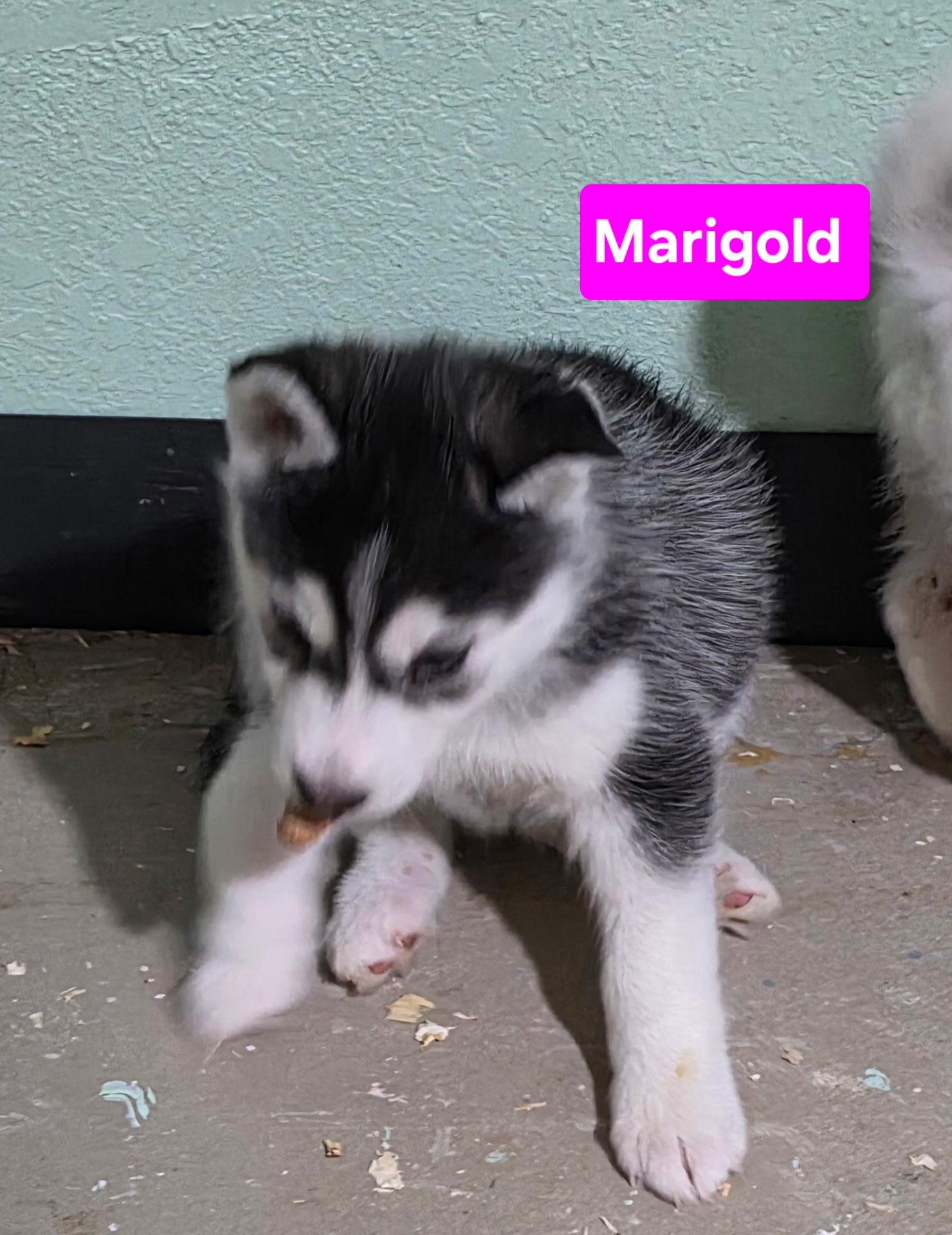Enlarge Marigold, a Adoption Pending Siberian Husky in Cottonwood Heights, UT image 2/6