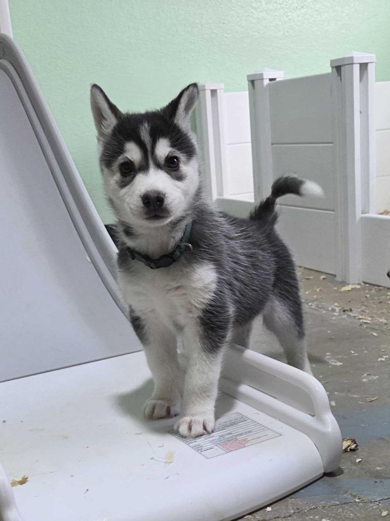 Enlarge Marigold, a Adoption Pending Siberian Husky in Cottonwood Heights, UT image 3/6