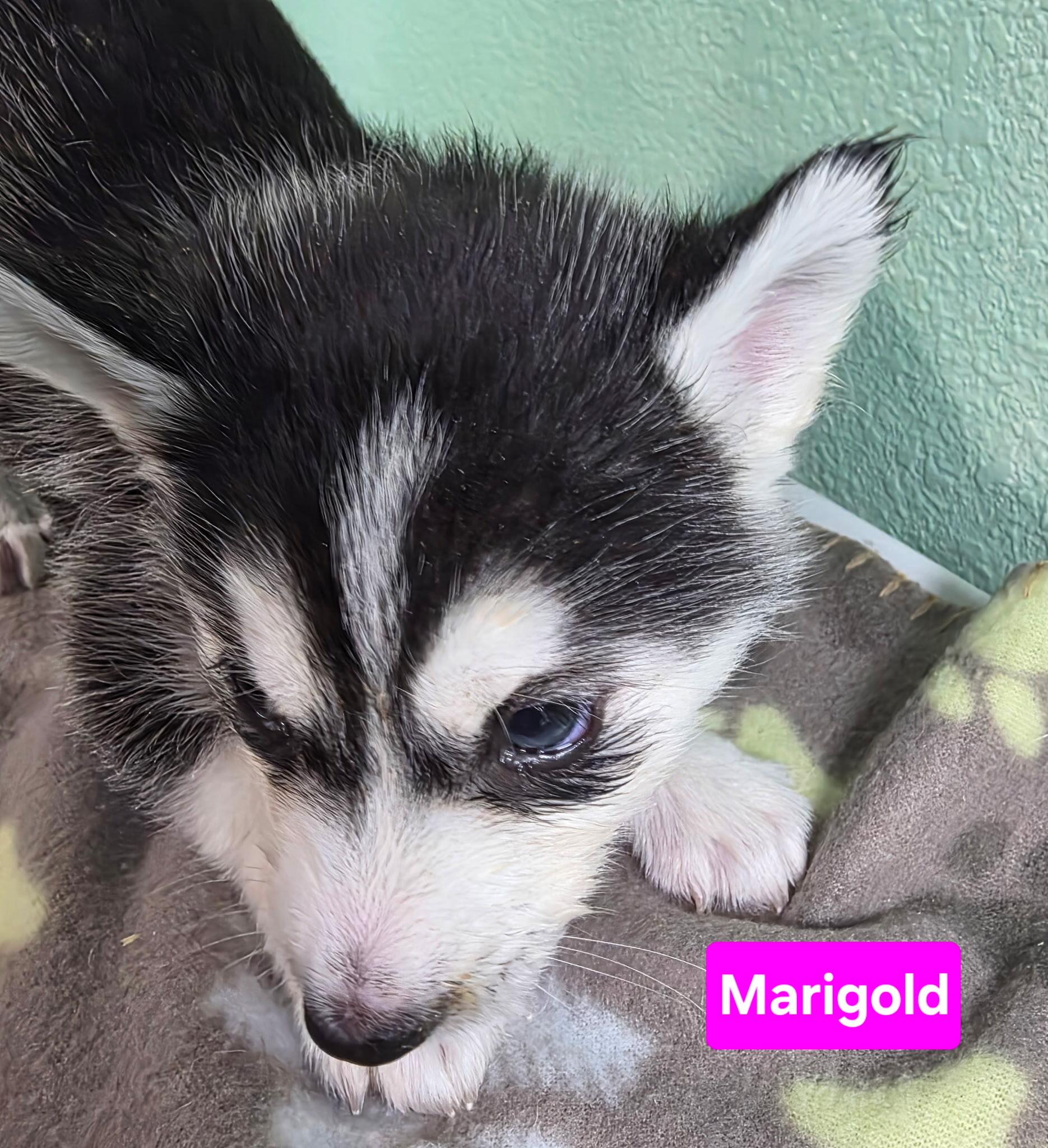 Enlarge Marigold, a Adoptable Siberian Husky in Cottonwood Heights, UT image 3/4