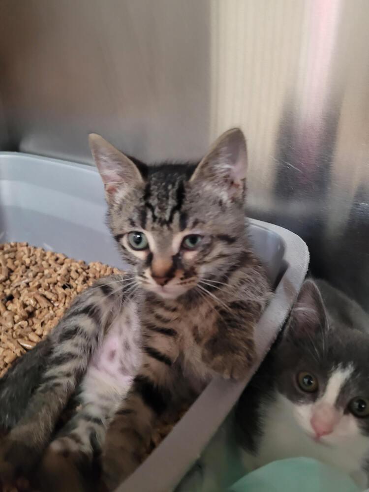 Aang, Adoptable, Kitten Male Domestic Short Hair.