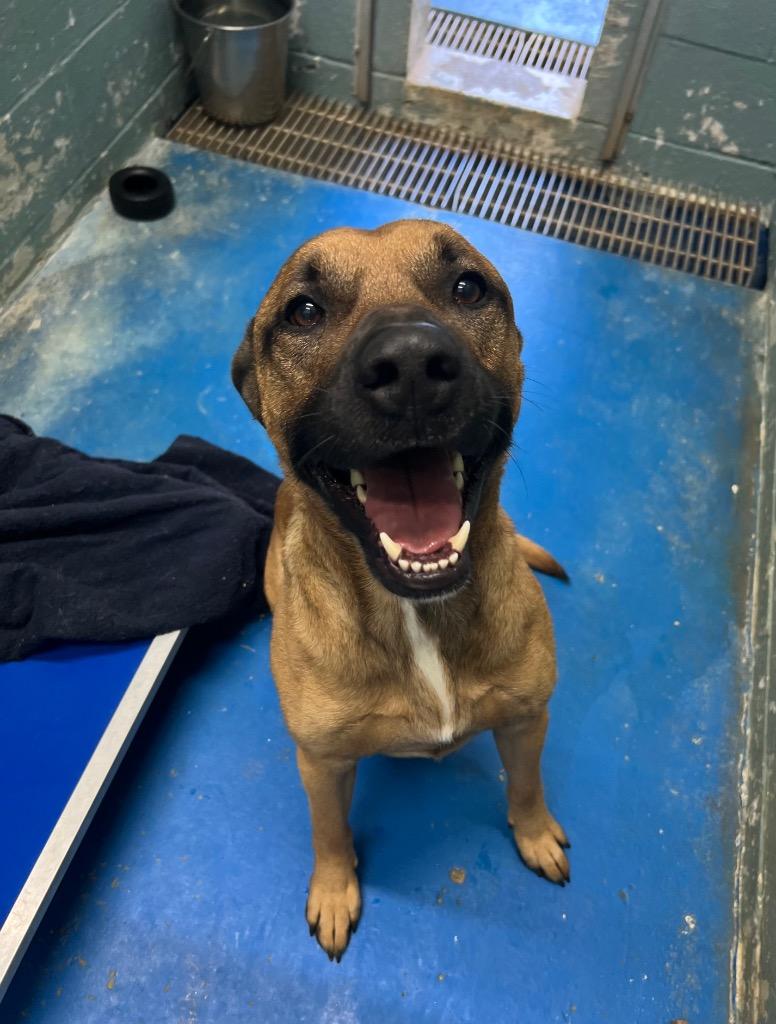 Enlarge Dexter IN FOSTER, a Adoptable mixed breed in Danielsville, GA image 1/3