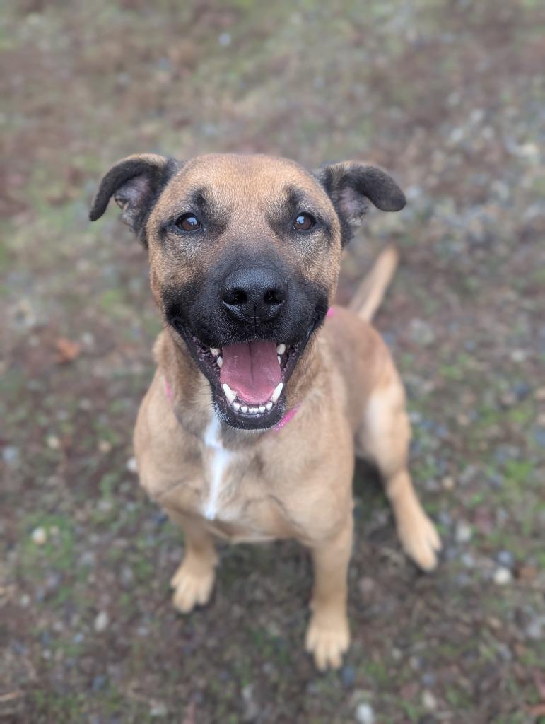 Enlarge Dexter IN FOSTER, a Adoptable mixed breed in Danielsville, GA image 3/3