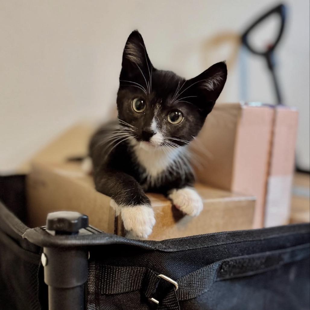 Louis, Adoptable, Kitten Male Domestic Short Hair.