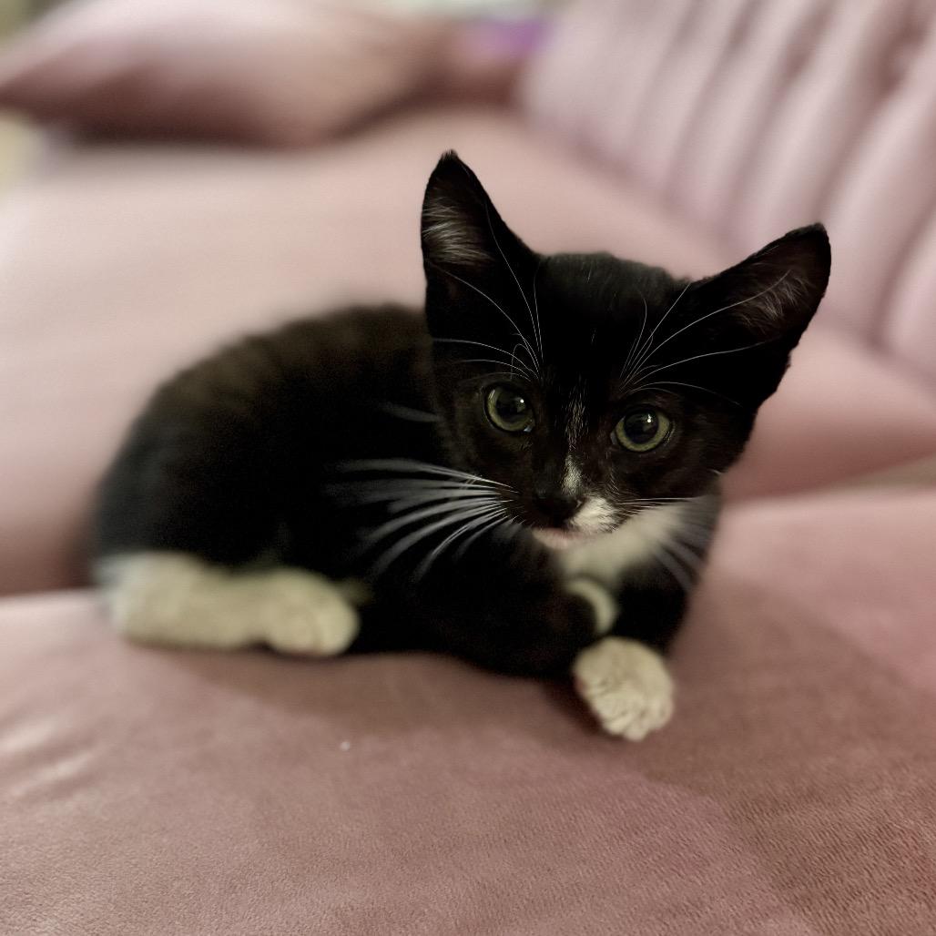 Louis, a Adoptable Domestic Short Hair in Los Angeles, CA image 2/3