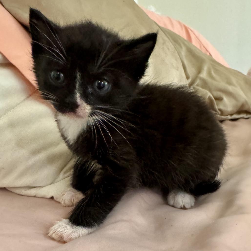 Louis, a Adoptable Domestic Short Hair in Los Angeles, CA image 3/3