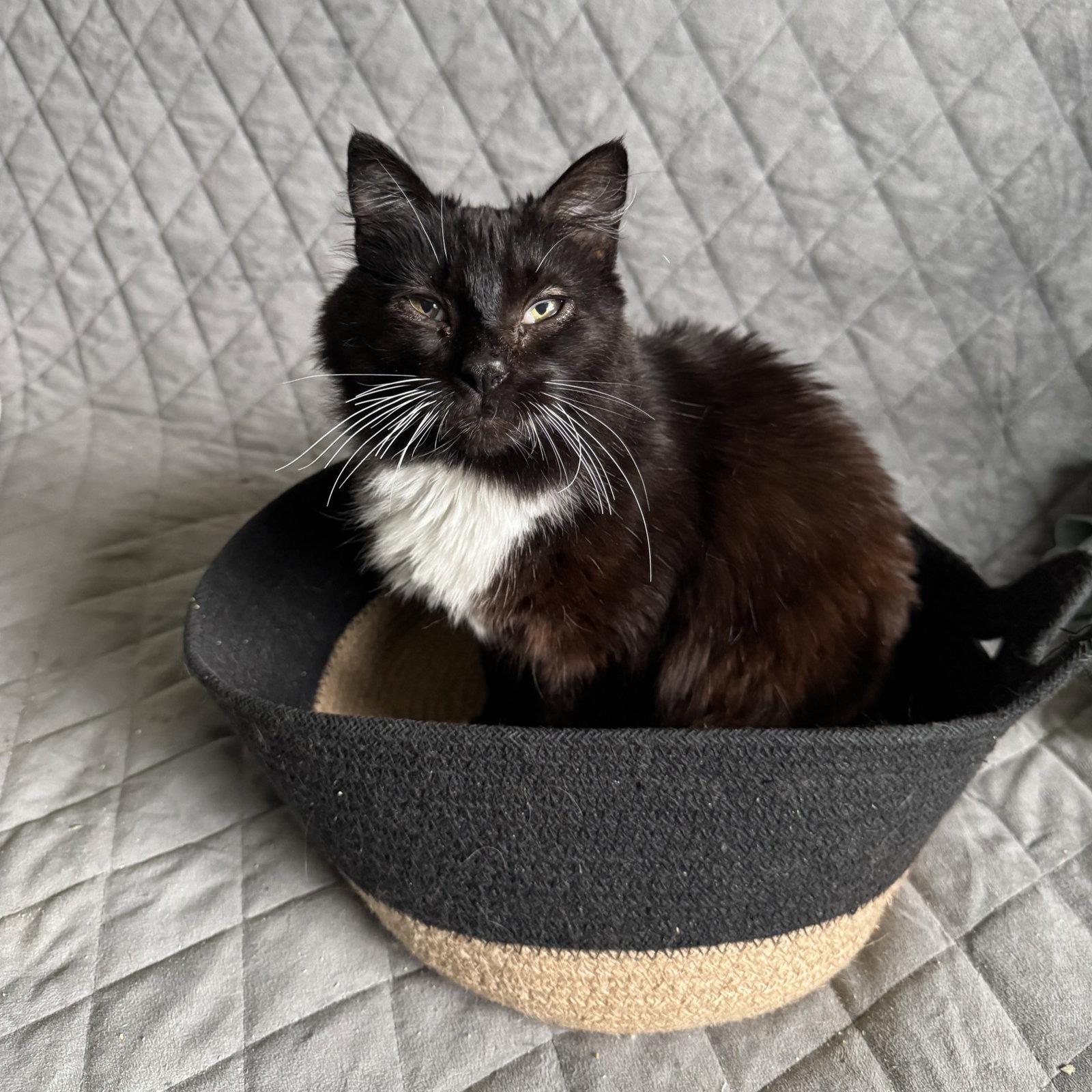 Jasmine, Adopted, Adult Female Domestic Medium Hair.