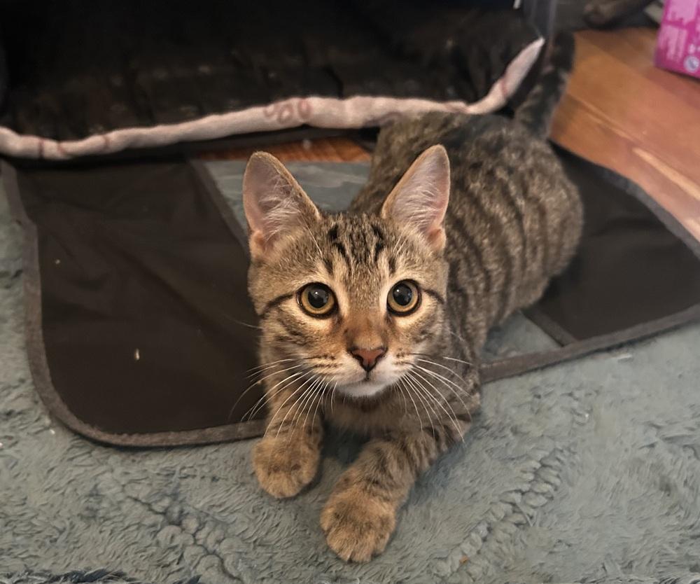 Jiggle, Adoptable, Kitten Male Domestic Short Hair.