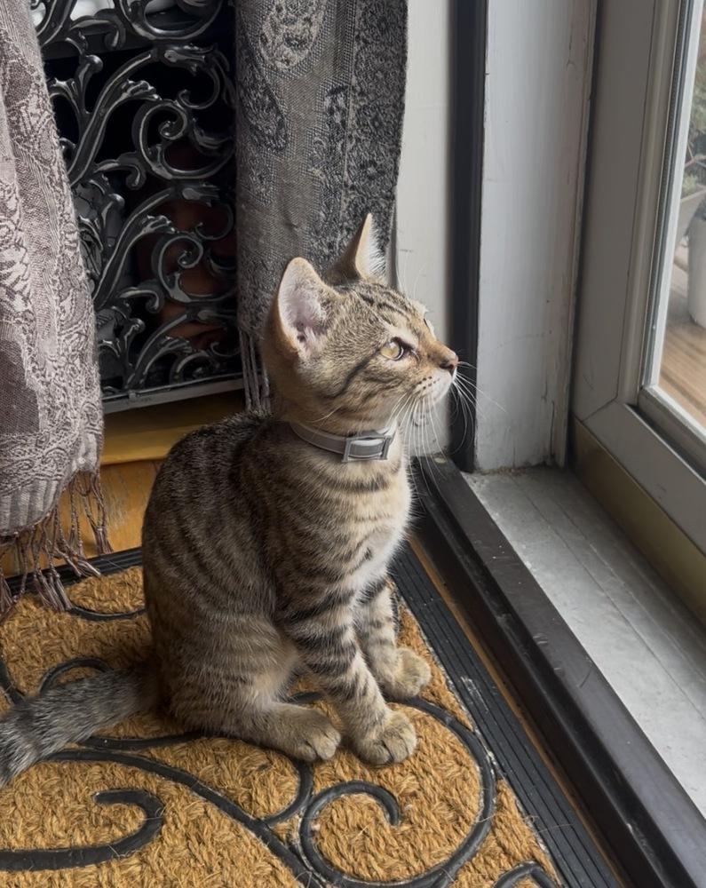Enlarge Jiggle, a Adoptable Domestic Short Hair in Henrico, VA image 2/5