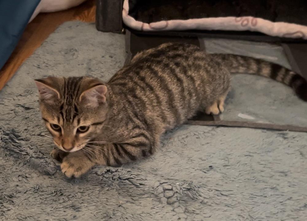 Enlarge Jiggle, a Adoptable Domestic Short Hair in Henrico, VA image 3/5
