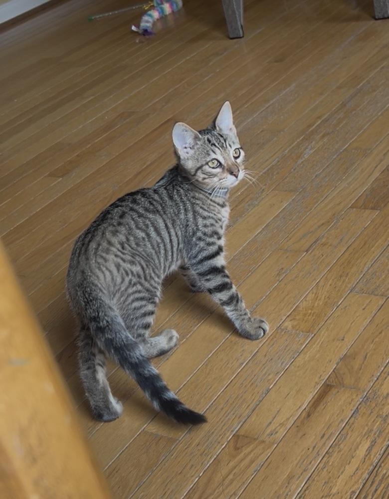 Enlarge Jiggle, a Adoptable Domestic Short Hair in Henrico, VA image 5/5