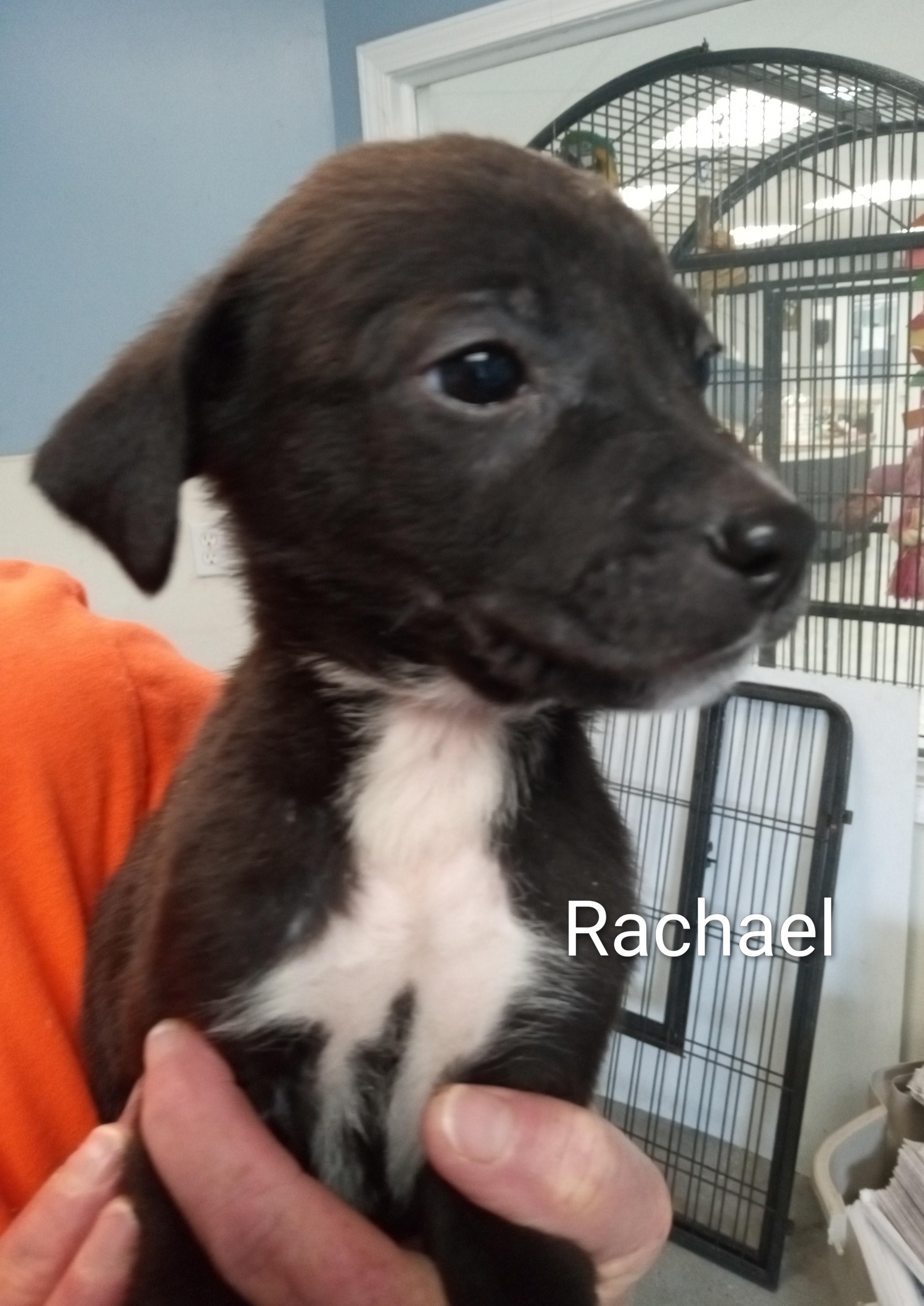 Enlarge Rachael, a ADOPTABLE mixed breed in Maynardville, TN image 1/1