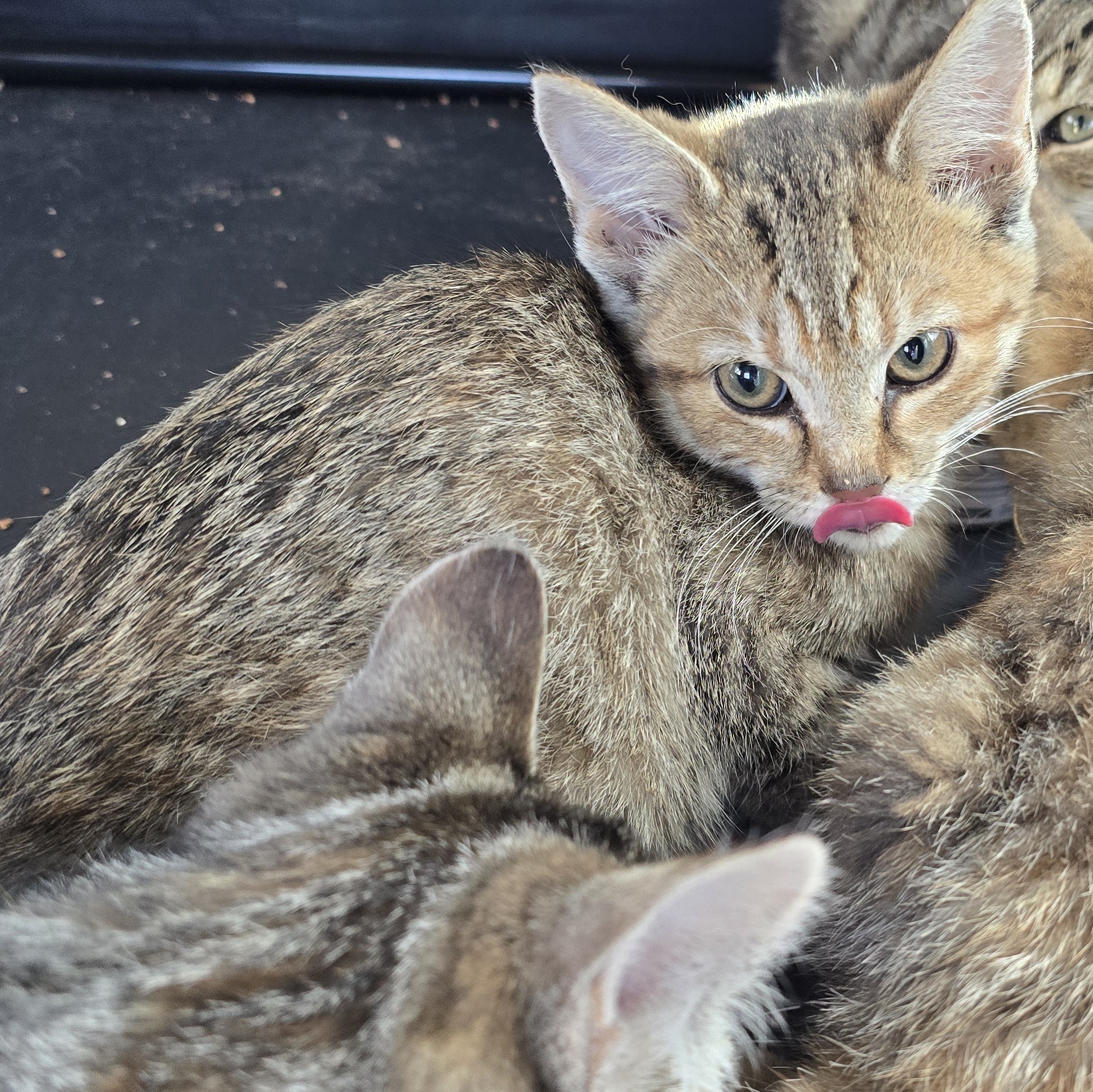 Emery, Young Female Domestic Short Hair
