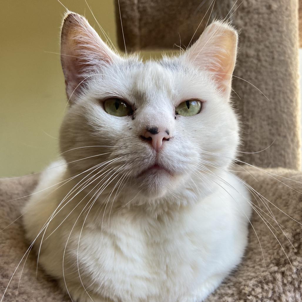 Snow White 2023, Adoptable, Senior Female Domestic Short Hair.
