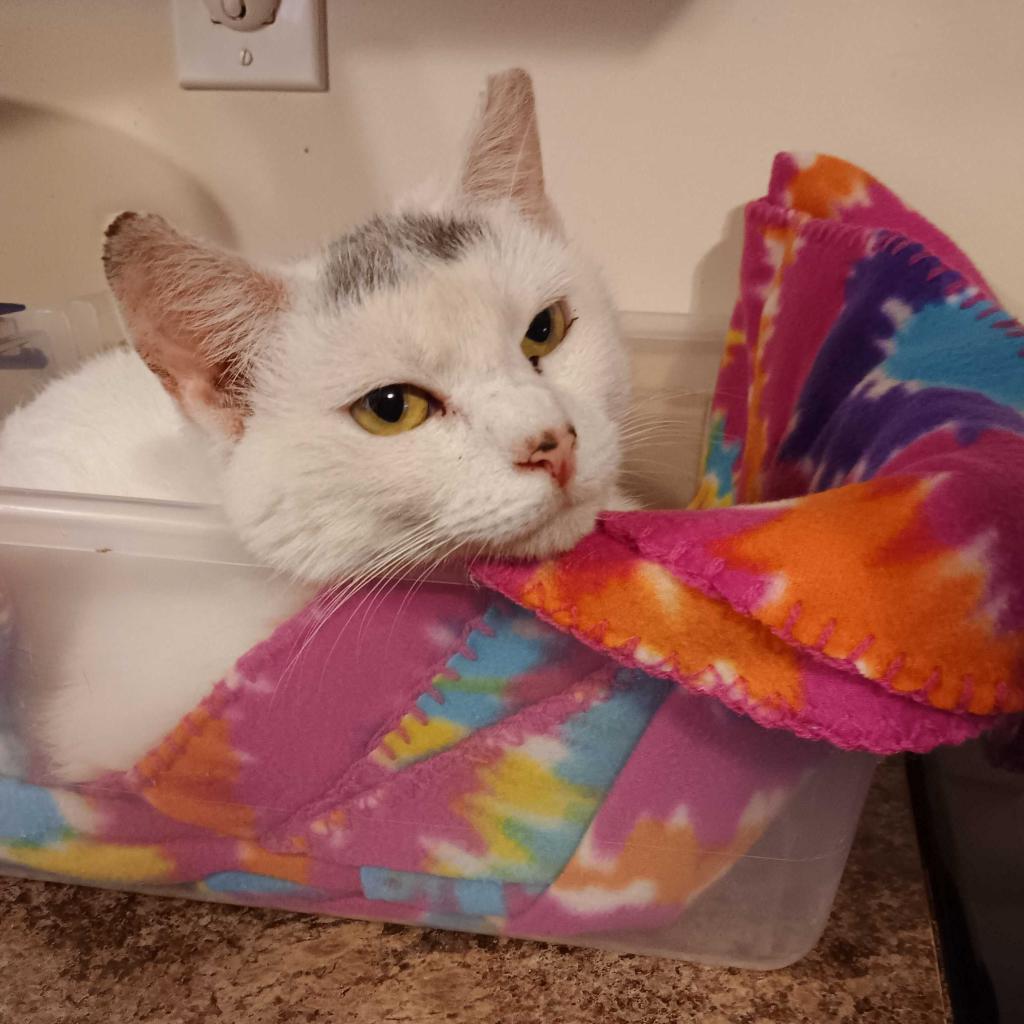 Snow White 2023, a Adoptable Domestic Short Hair in Bensalem, PA image 2/3