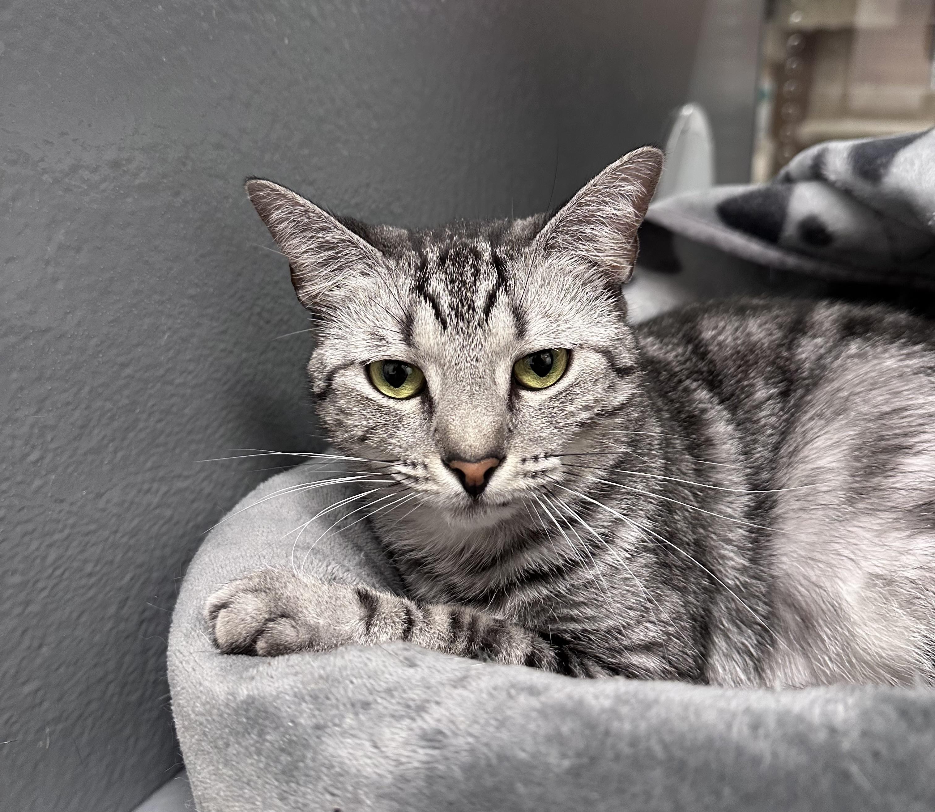 Chrome, an adoptable Silver in Dalton, GA, 30721 | Photo Image 2