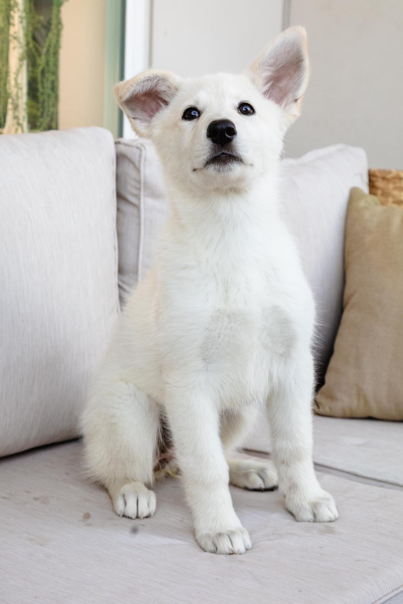 Enlarge Gwen, a ADOPTABLE mixed breed in Fort Collins, CO image 2/5