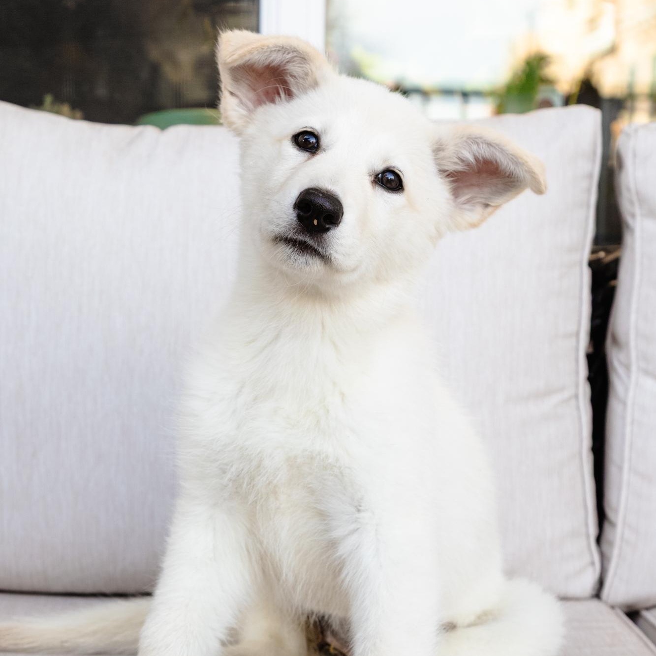 Gwen, ADOPTABLE, Puppy Female Shepherd & Husky.