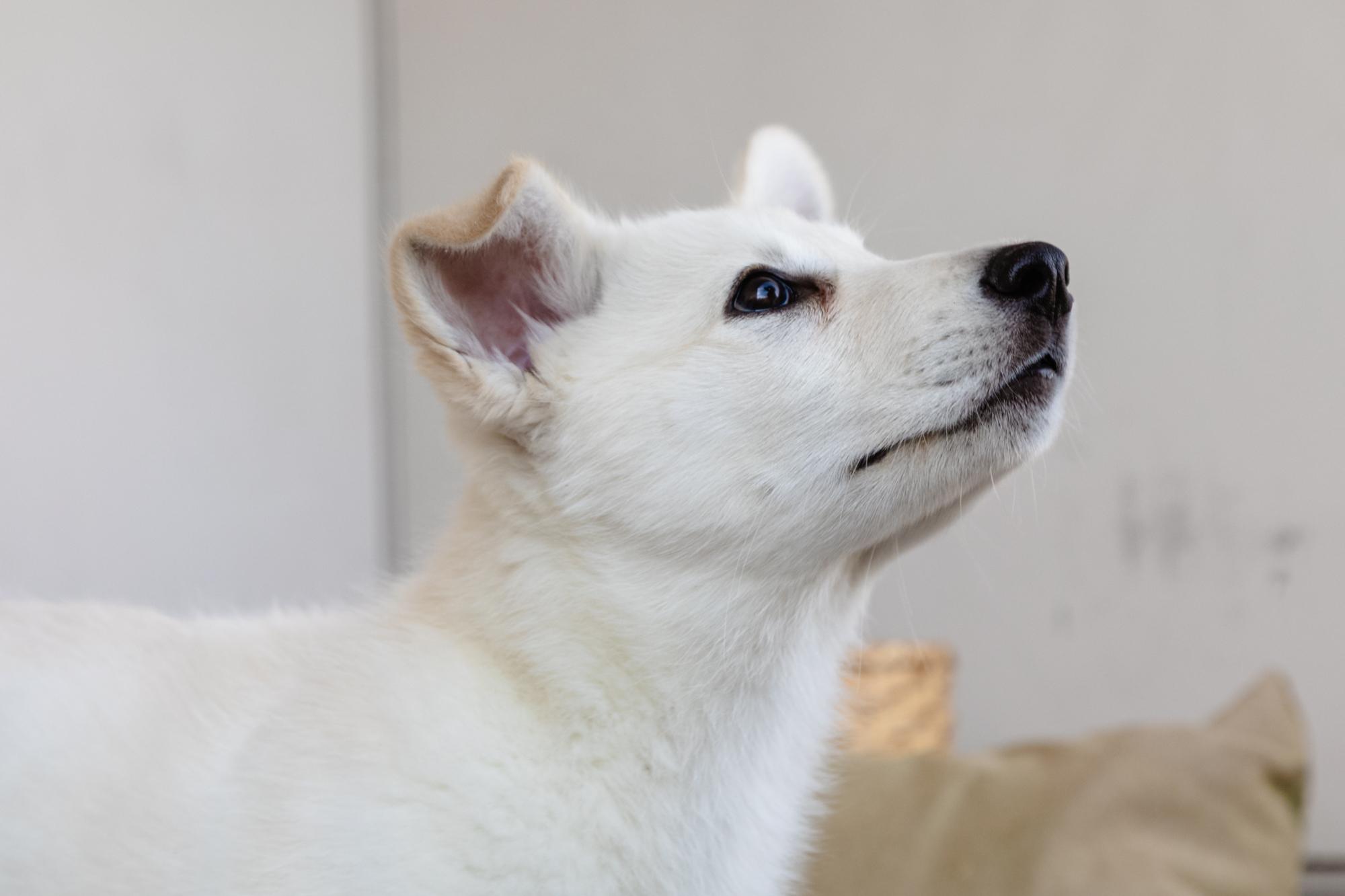 Enlarge Gwen, a ADOPTABLE mixed breed in Fort Collins, CO image 5/5