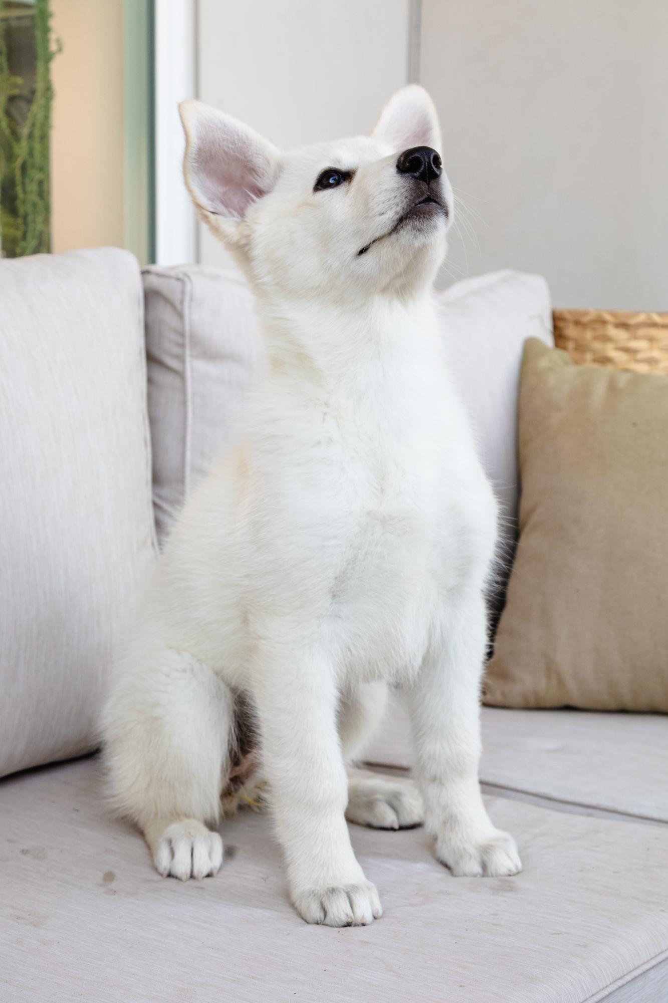 Enlarge Gwen, a ADOPTABLE mixed breed in Fort Collins, CO image 4/5