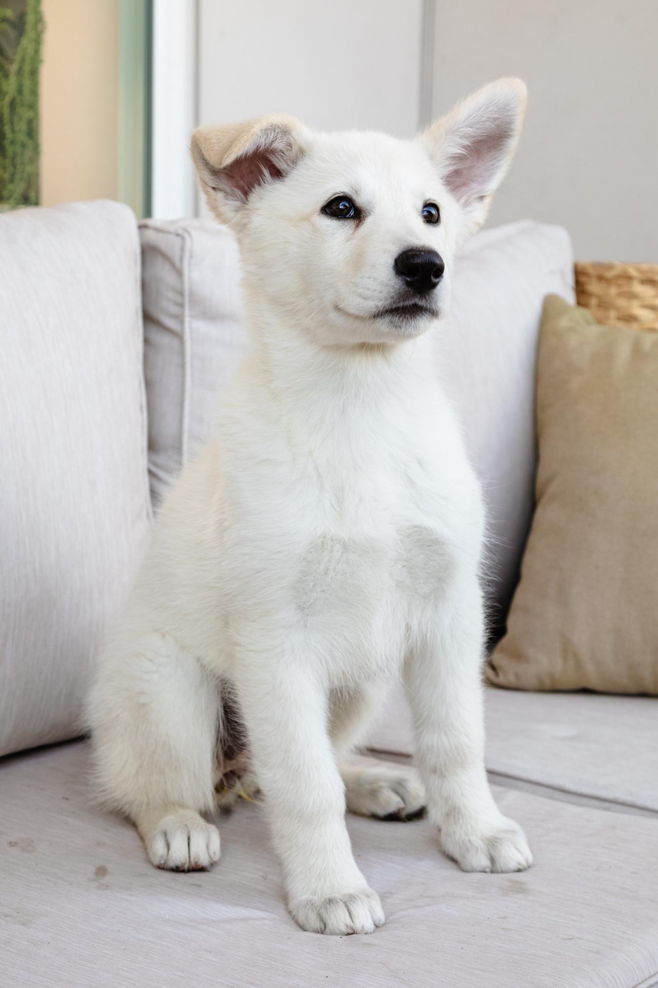 Enlarge Gwen, a ADOPTABLE mixed breed in Fort Collins, CO image 3/5