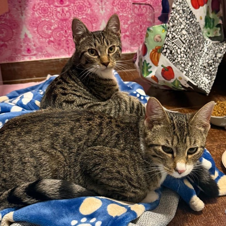 Rami & Samira, Baby Female Domestic Short Hair